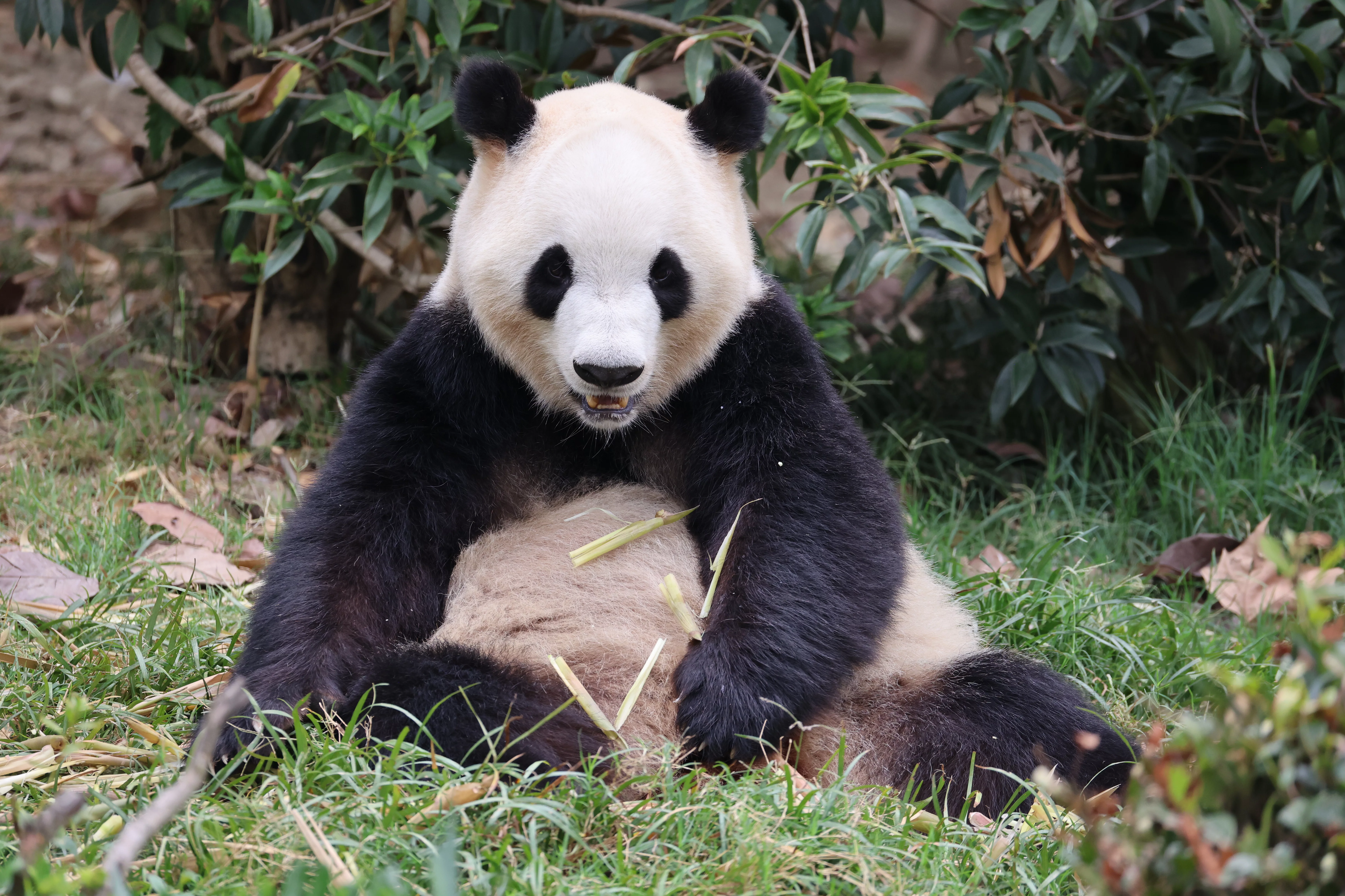 Chengdu Research Base of Giant Panda Breeding