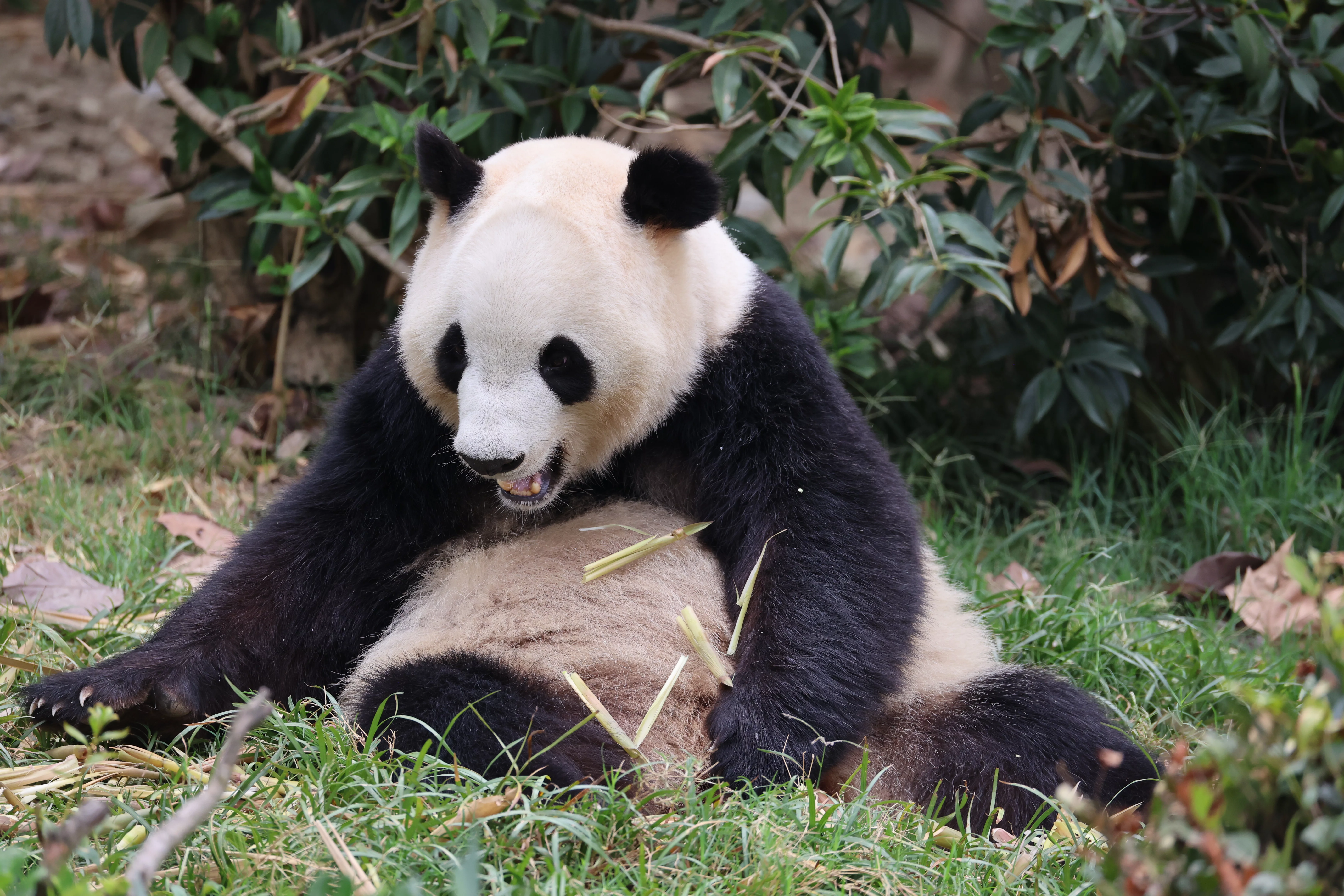 Chengdu Research Base of Giant Panda Breeding