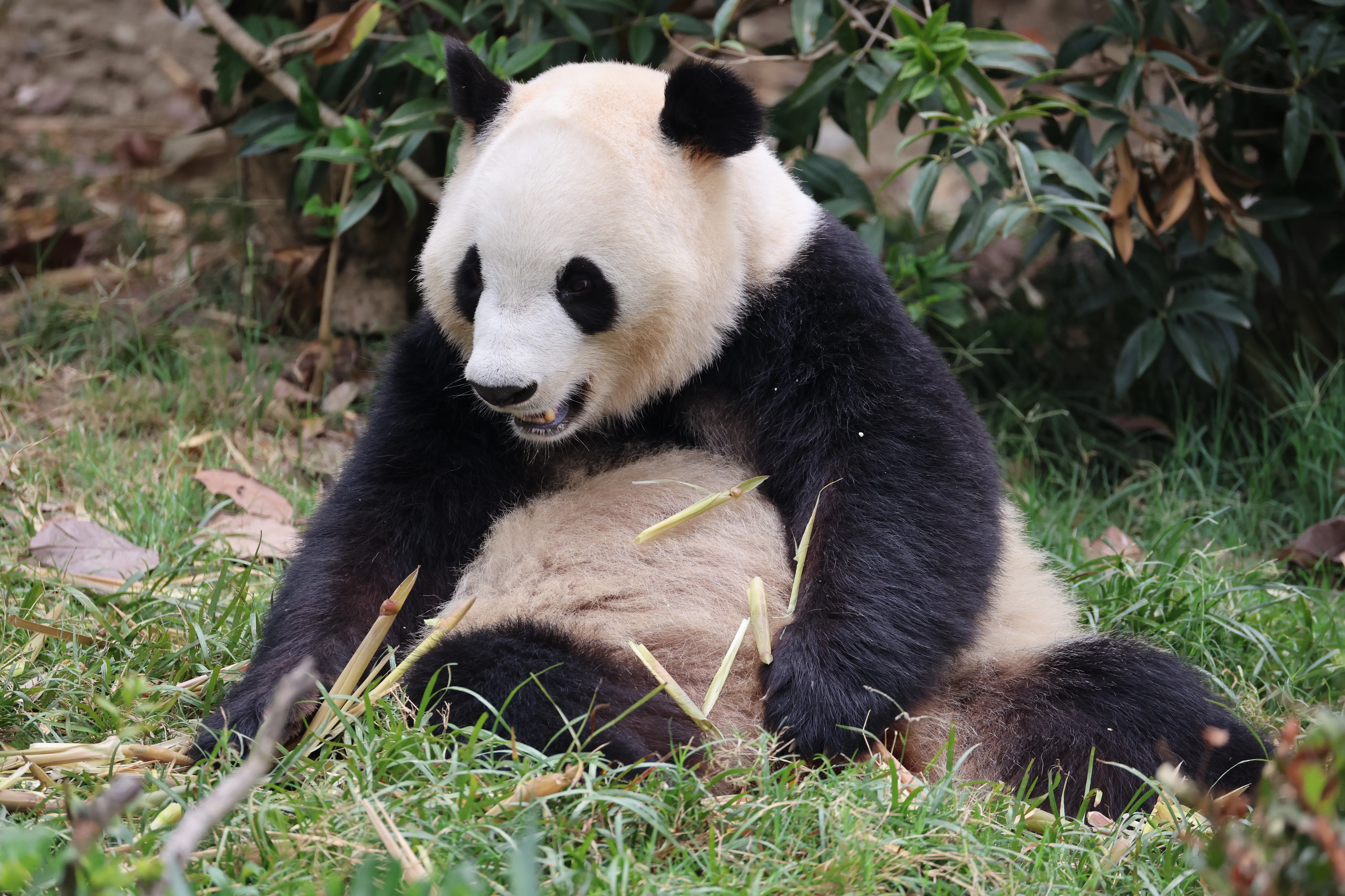 Chengdu Research Base of Giant Panda Breeding