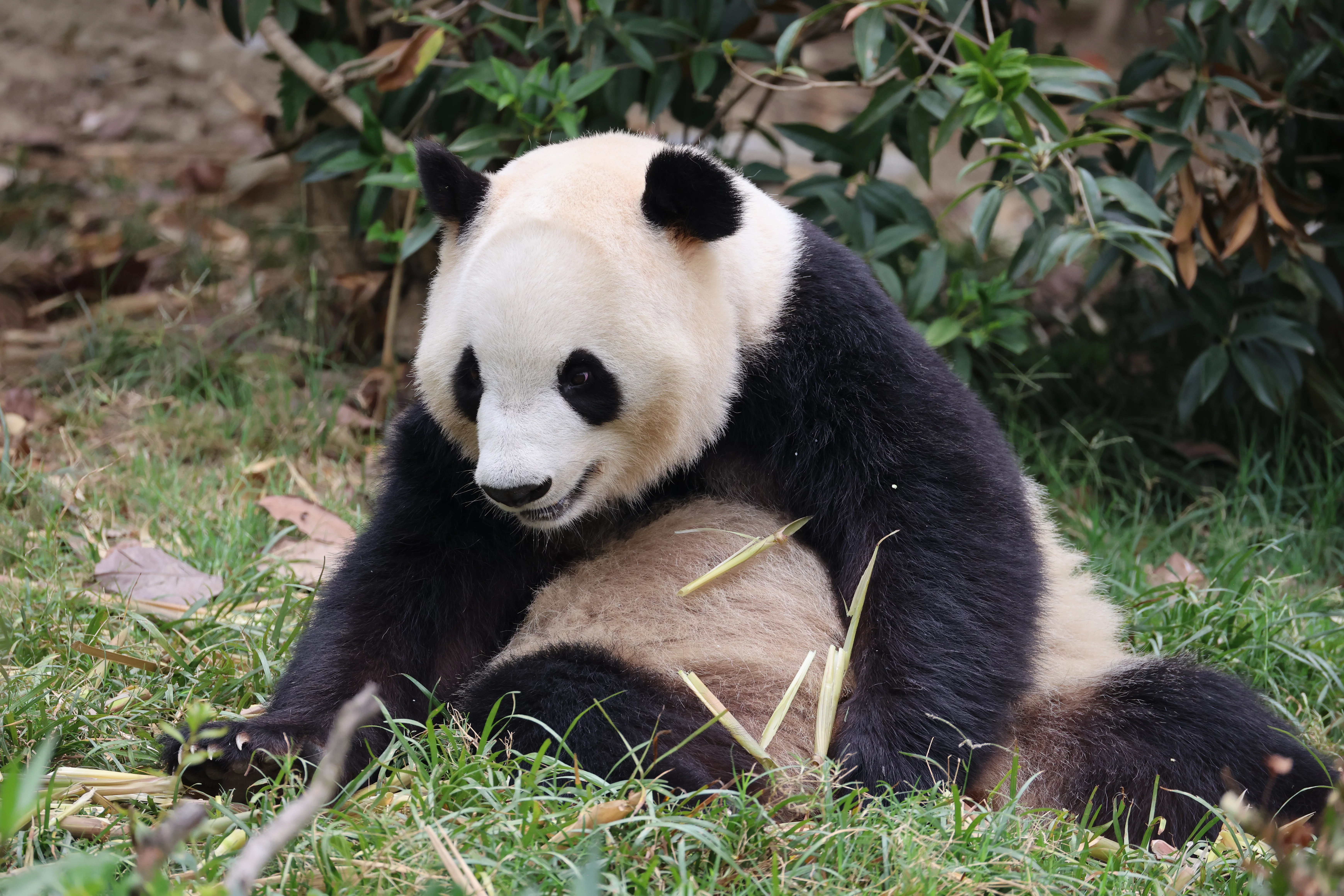 Chengdu Research Base of Giant Panda Breeding