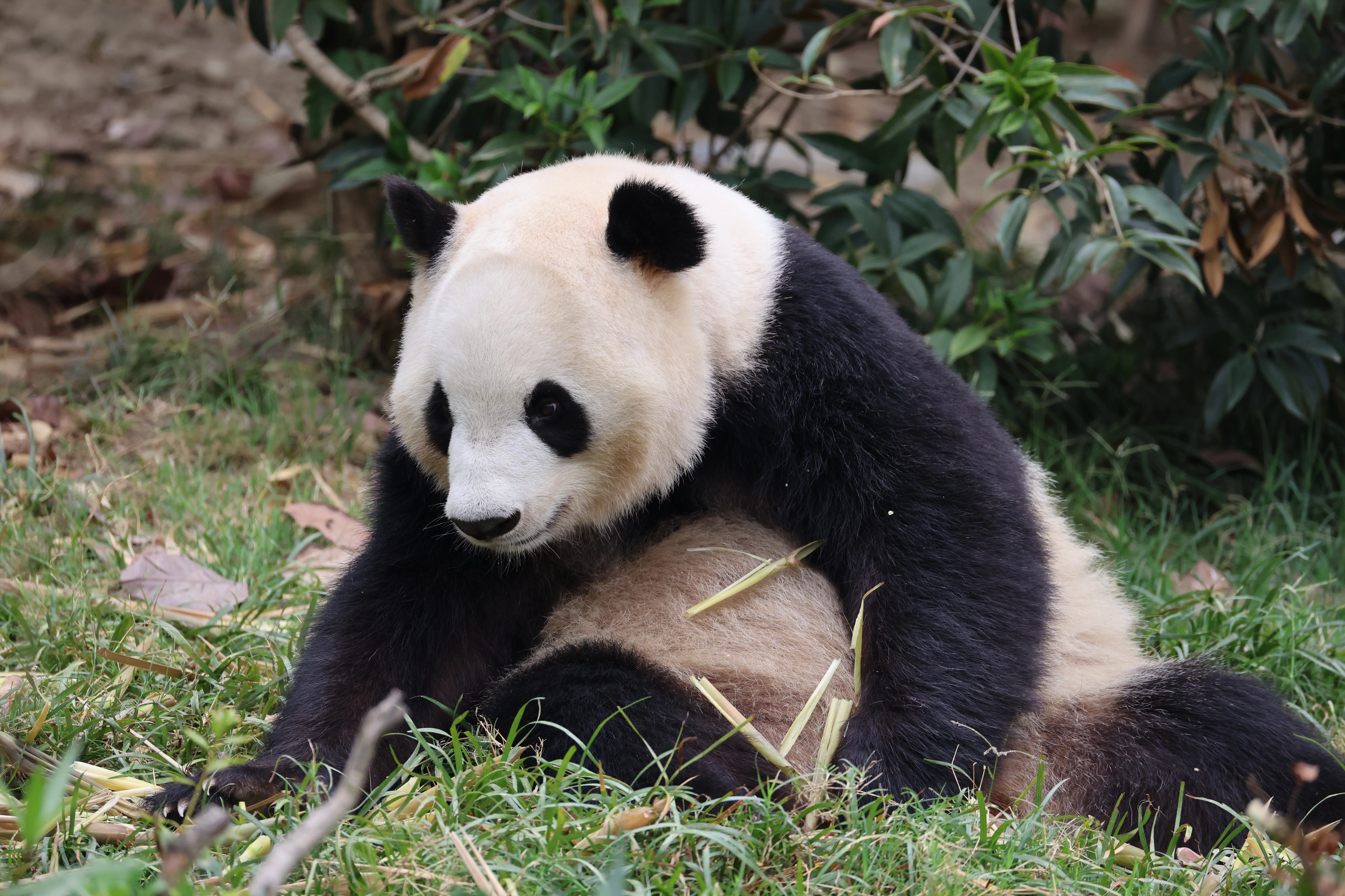 Chengdu Research Base of Giant Panda Breeding