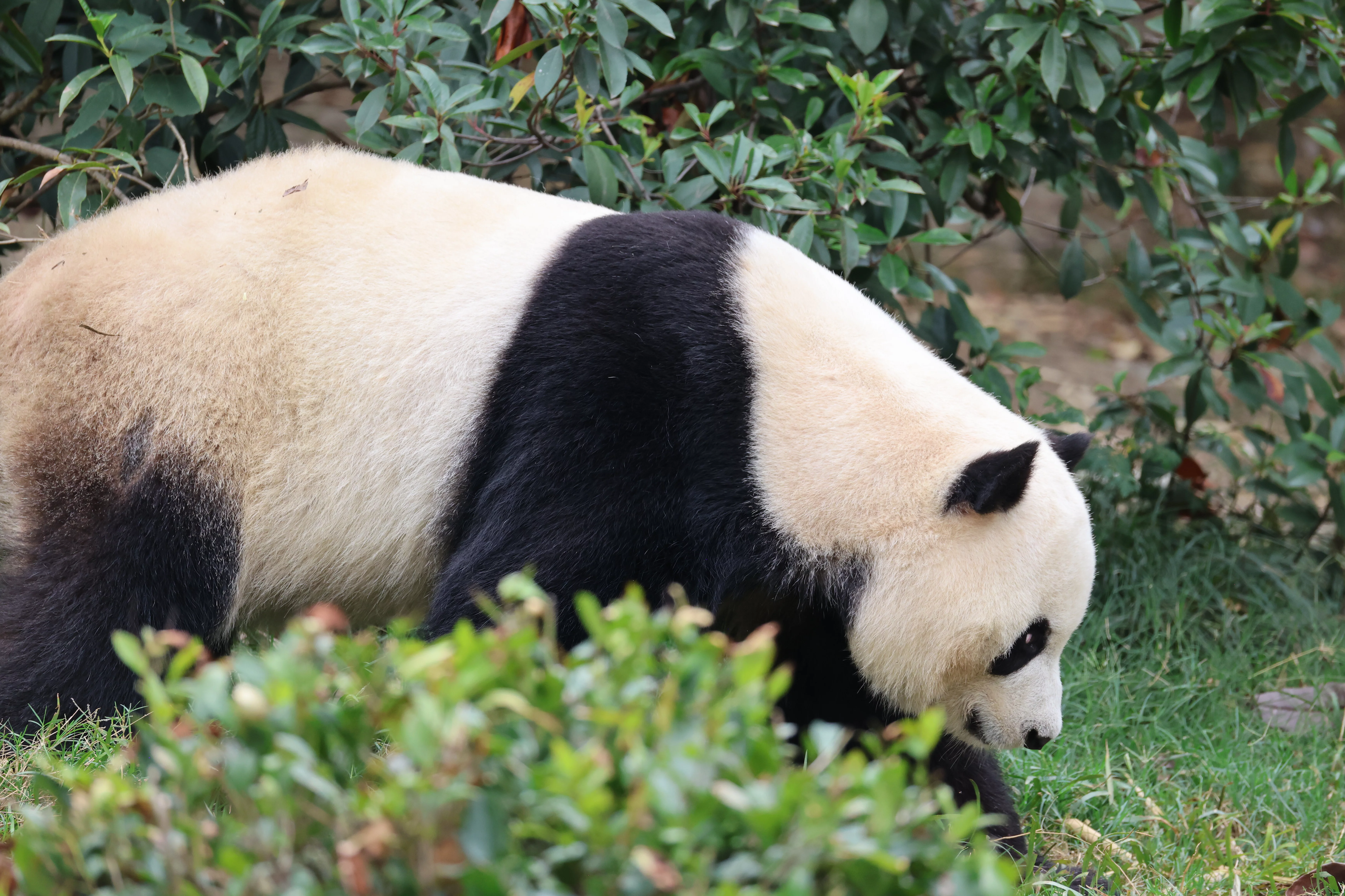 Chengdu Research Base of Giant Panda Breeding