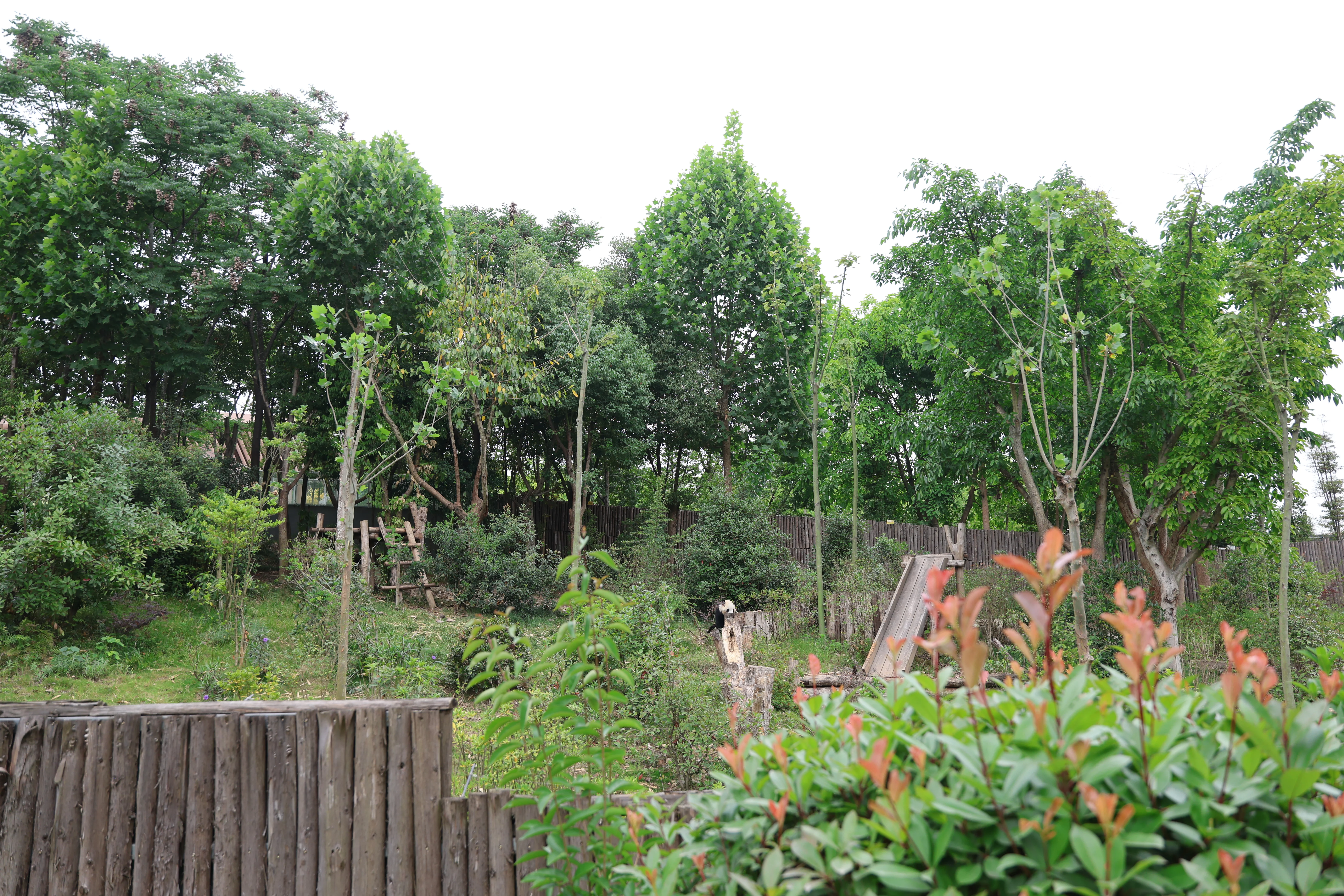 Chengdu Research Base of Giant Panda Breeding
