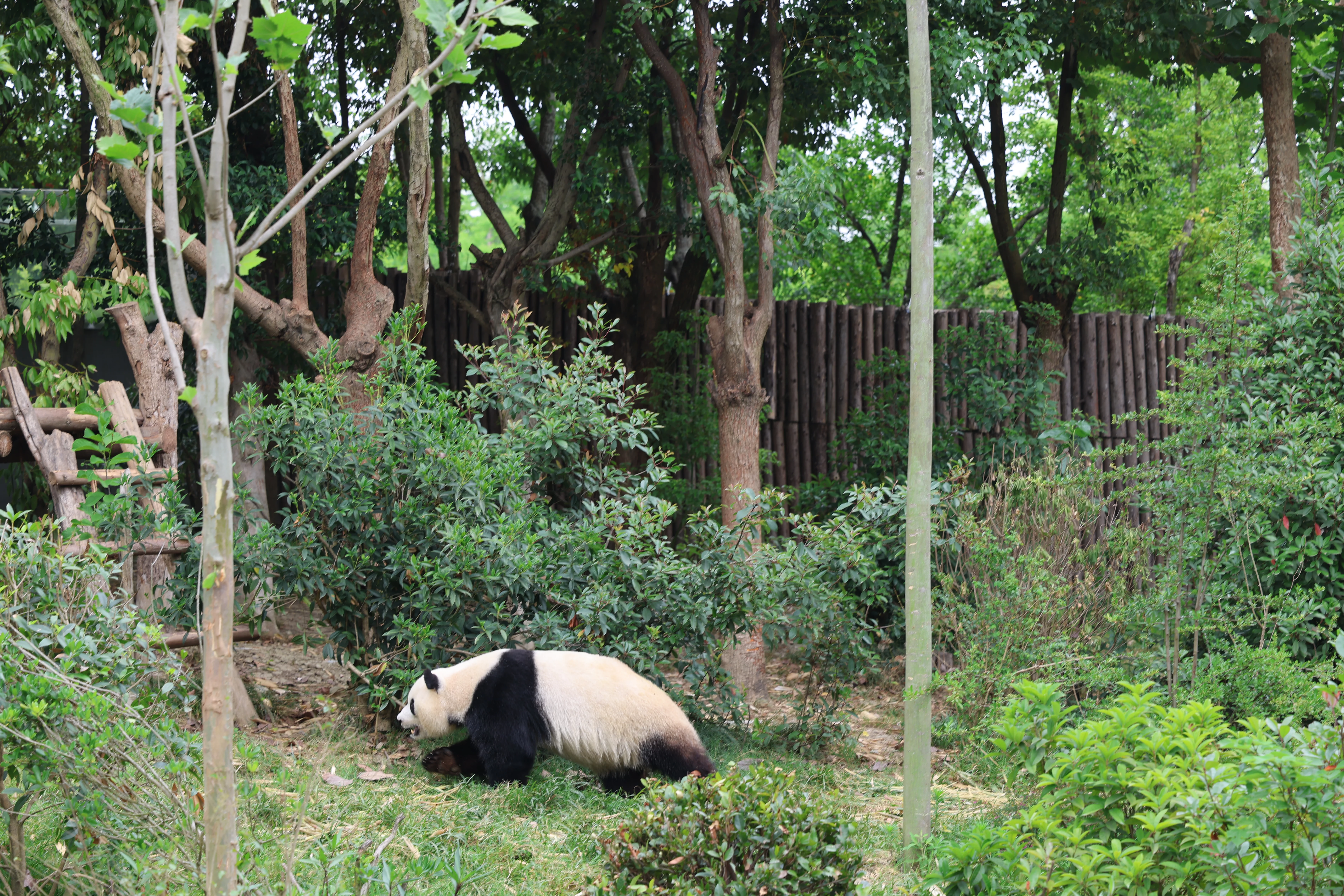 Chengdu Research Base of Giant Panda Breeding