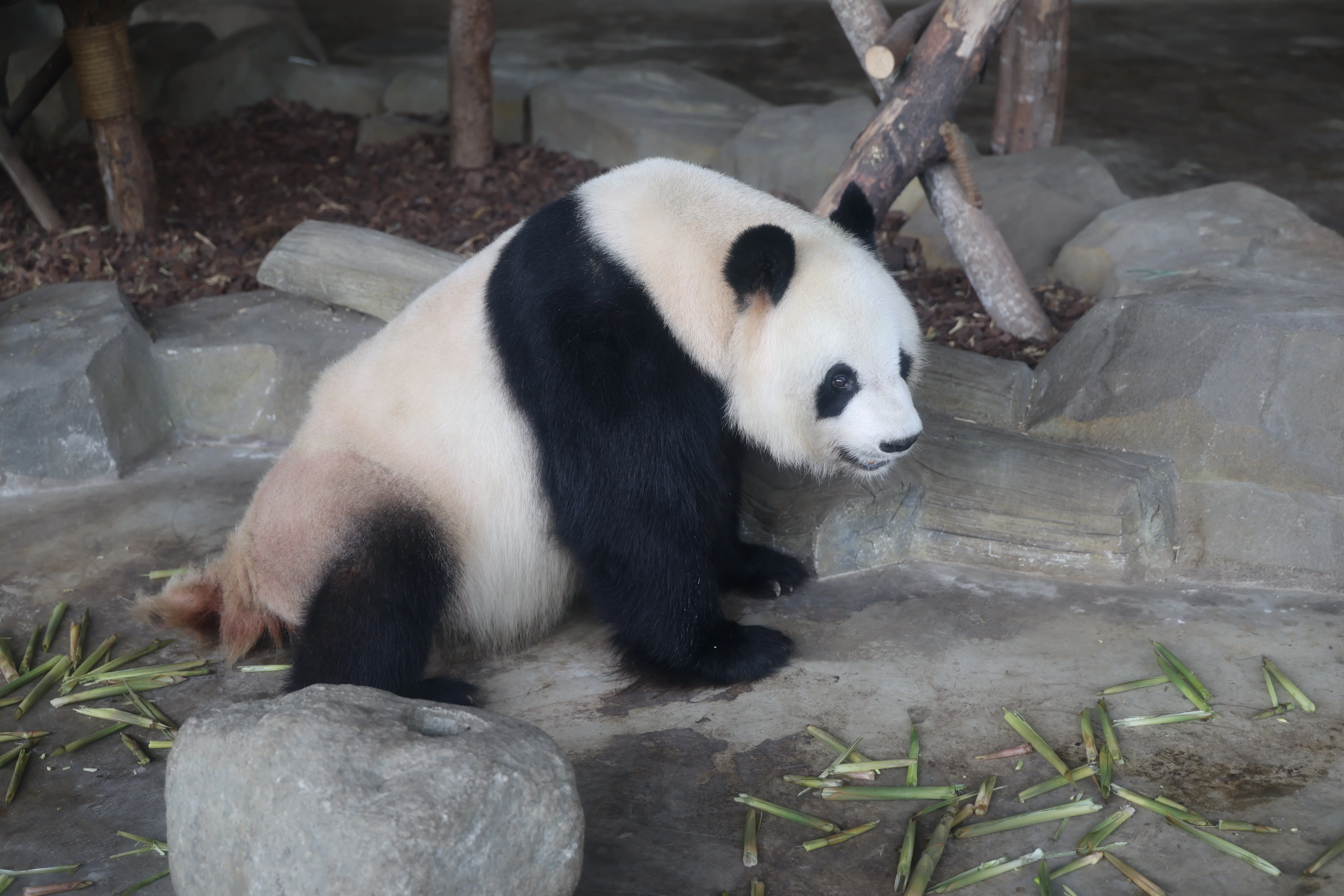 Chengdu Research Base of Giant Panda Breeding