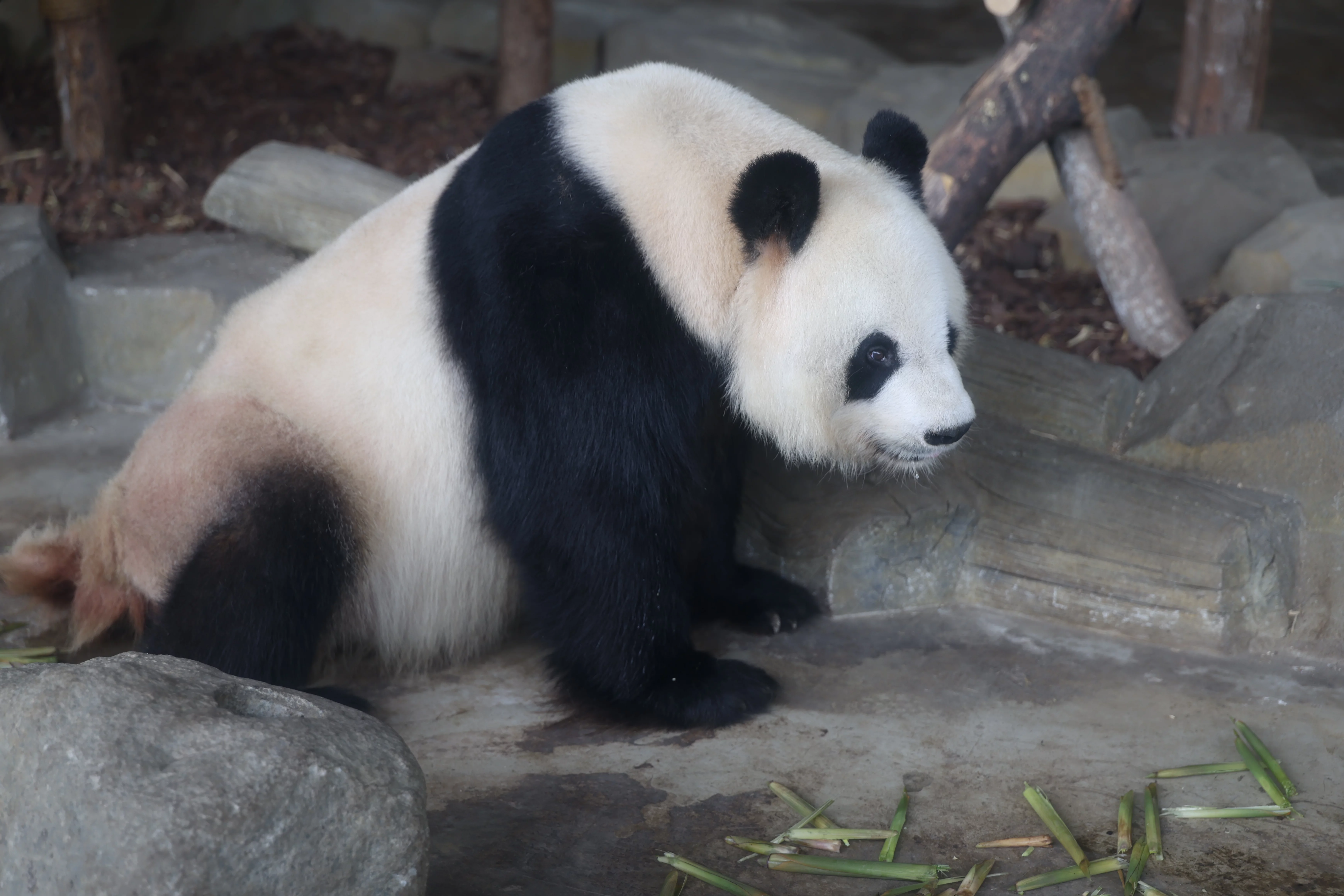 Chengdu Research Base of Giant Panda Breeding