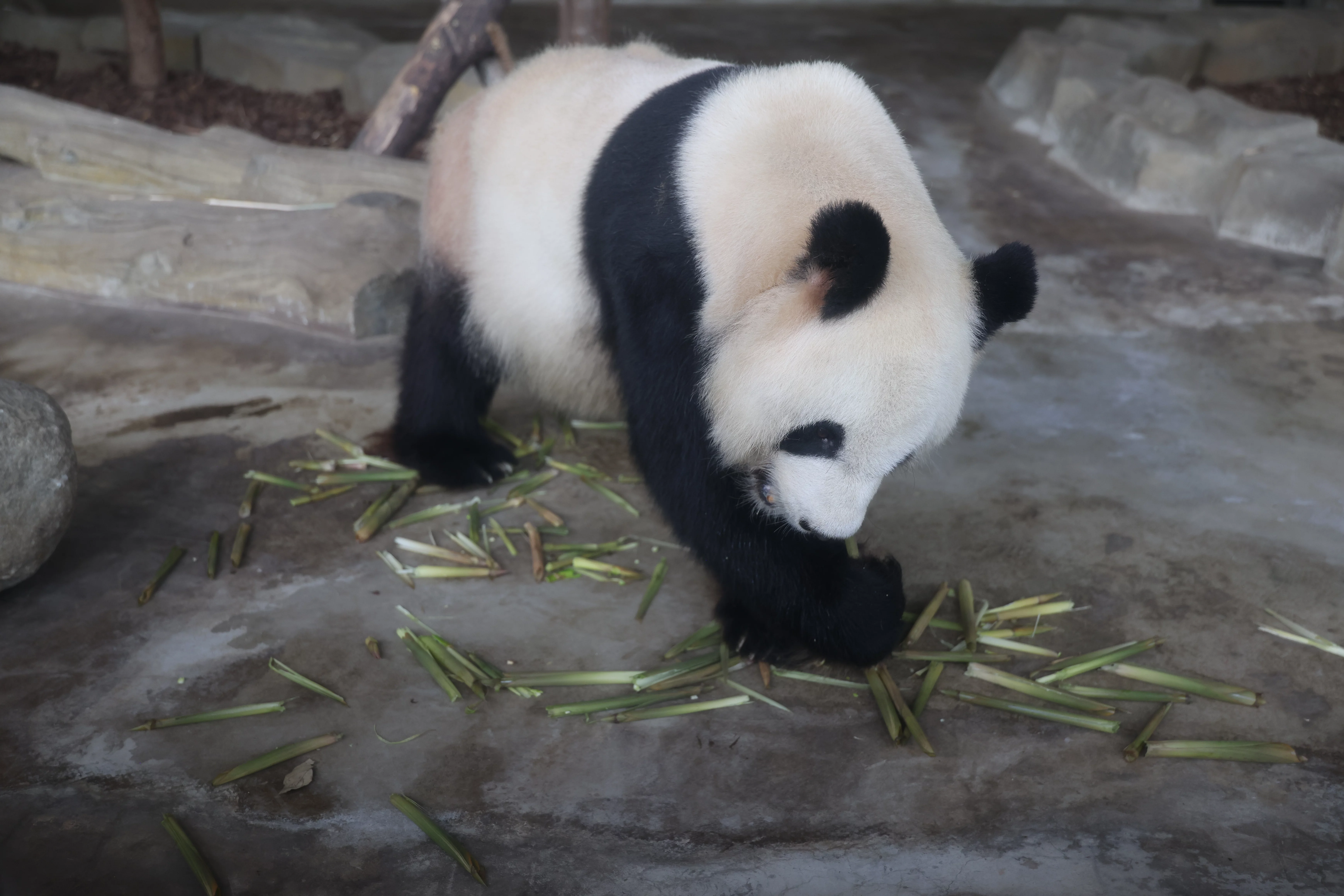 Chengdu Research Base of Giant Panda Breeding