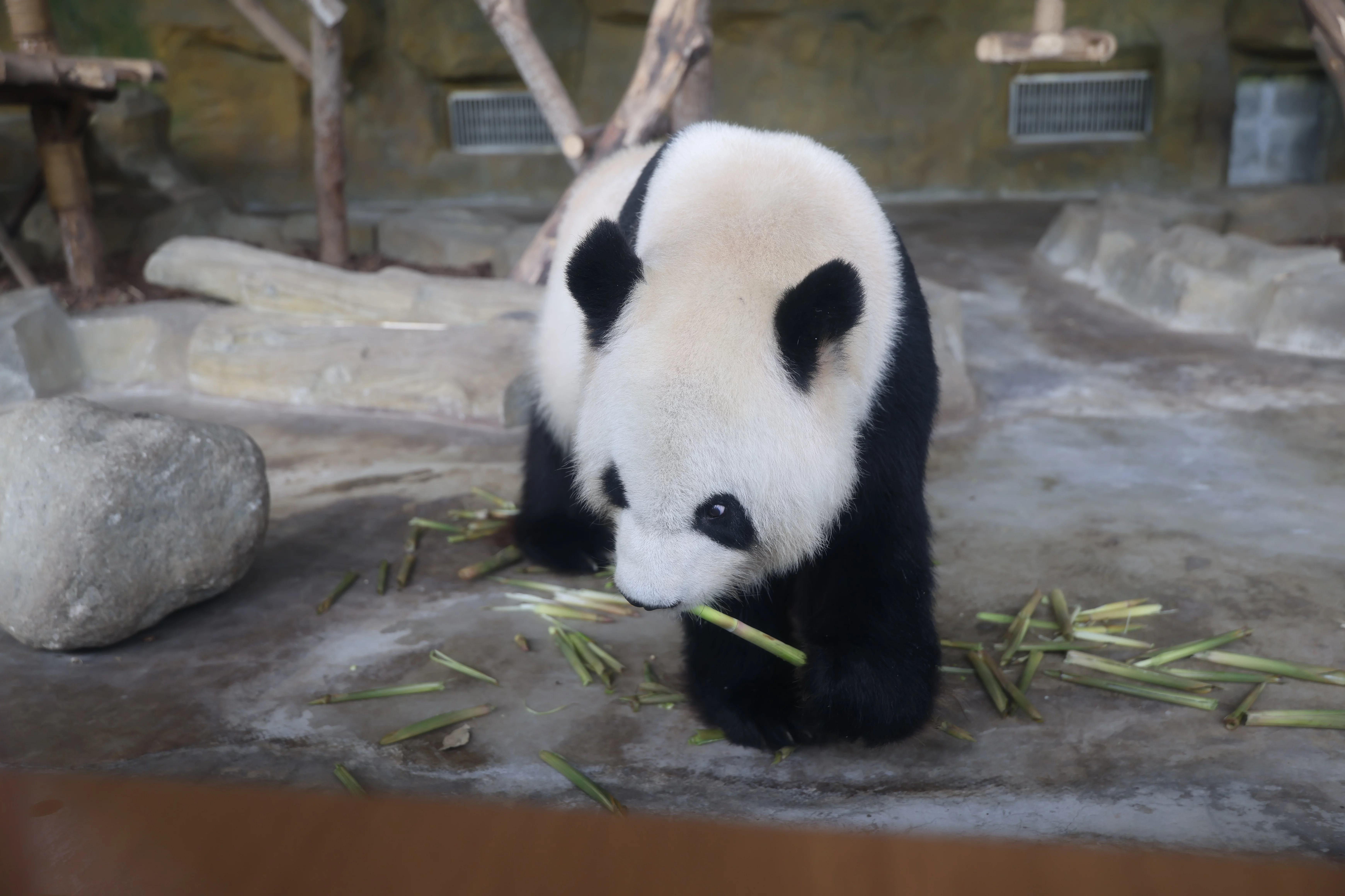 Chengdu Research Base of Giant Panda Breeding
