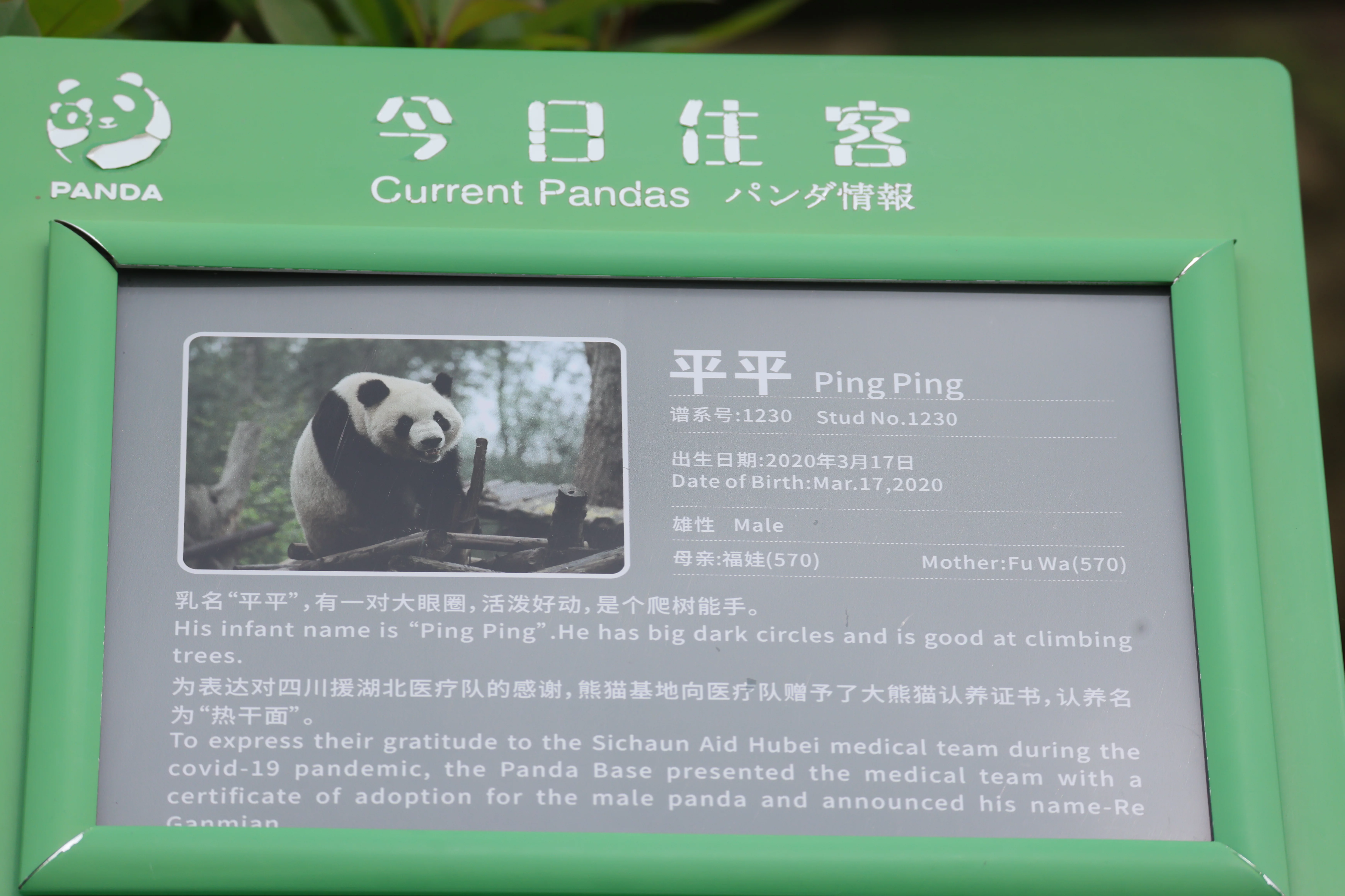 Chengdu Research Base of Giant Panda Breeding