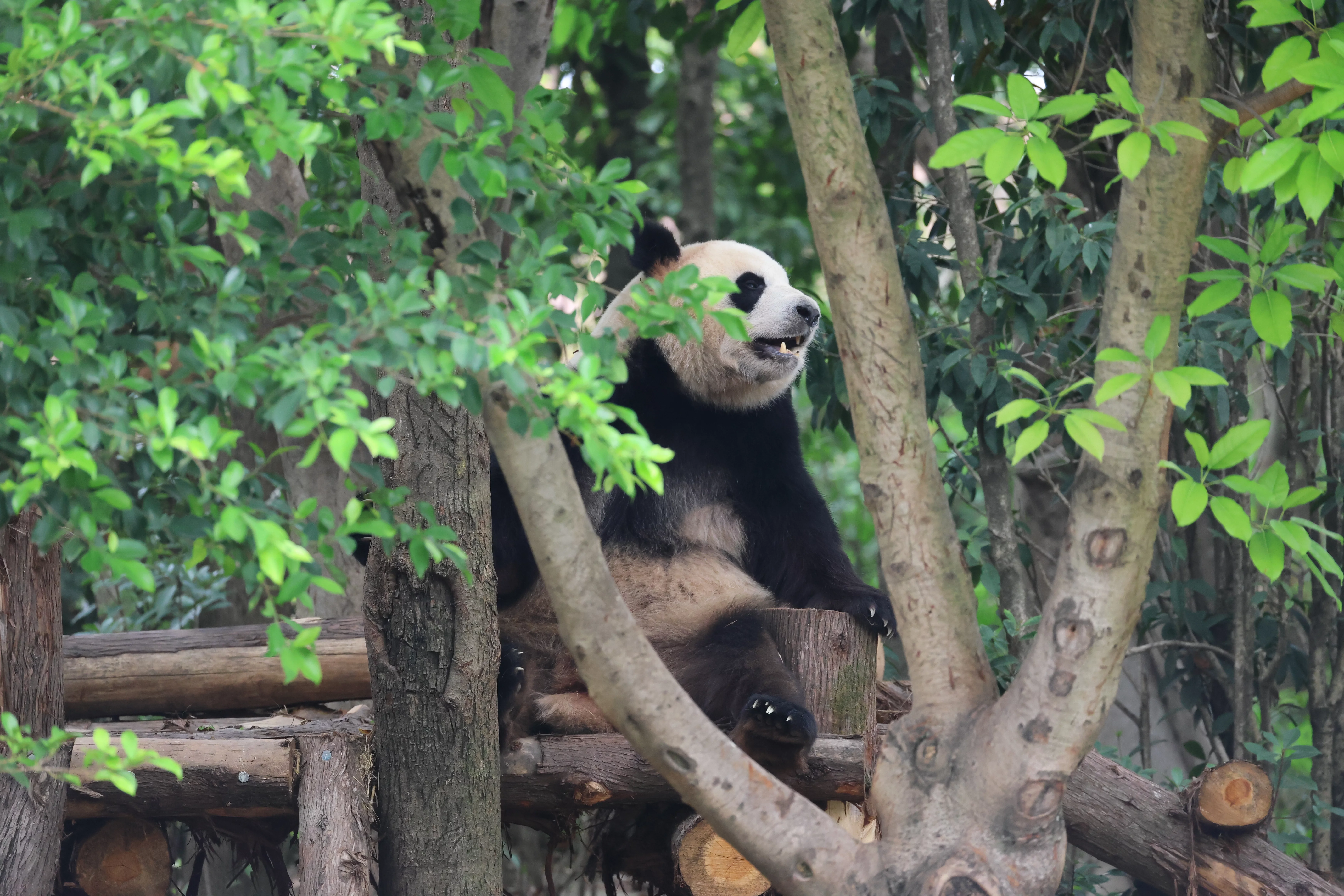 Chengdu Research Base of Giant Panda Breeding