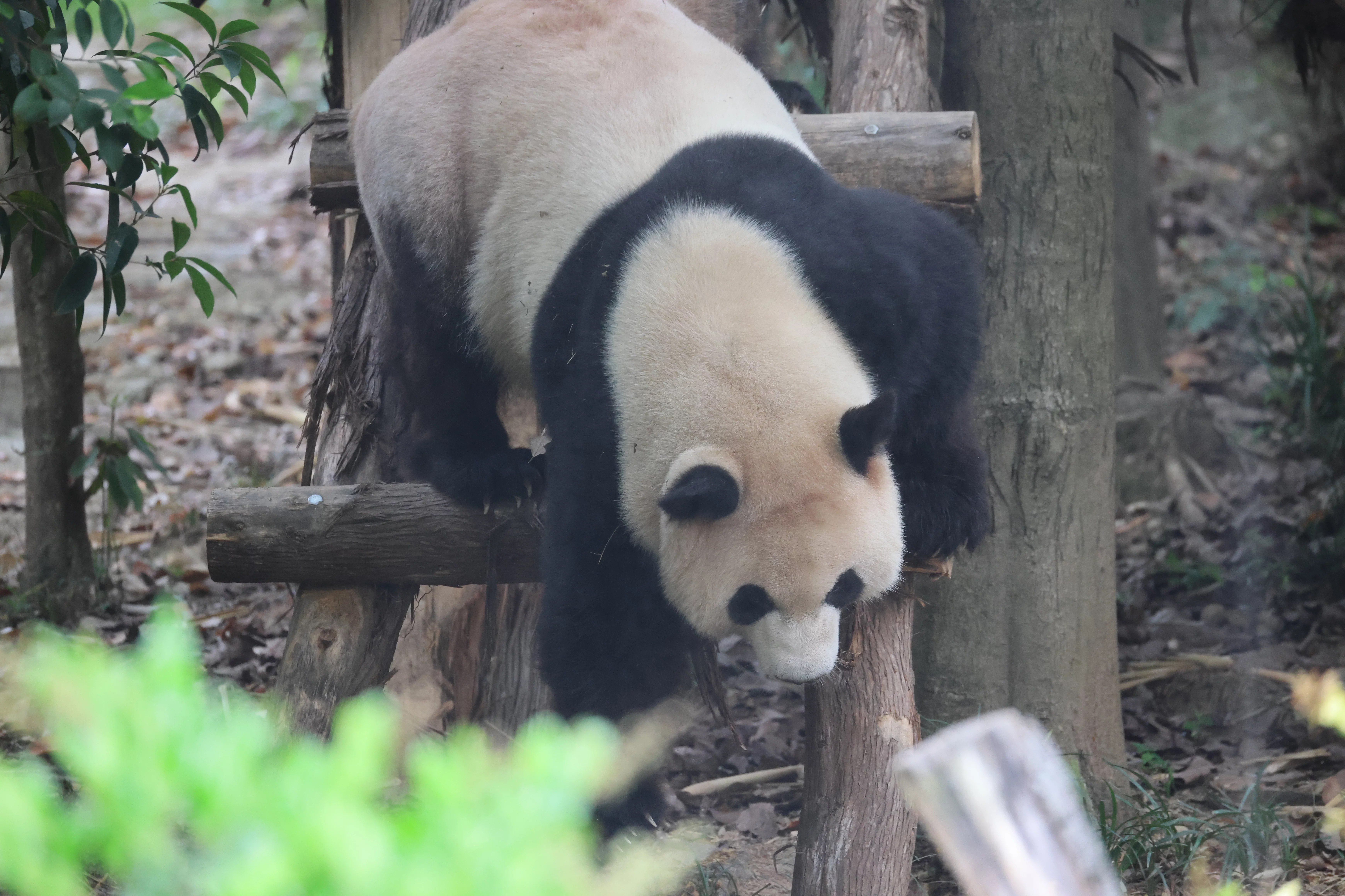 Chengdu Research Base of Giant Panda Breeding