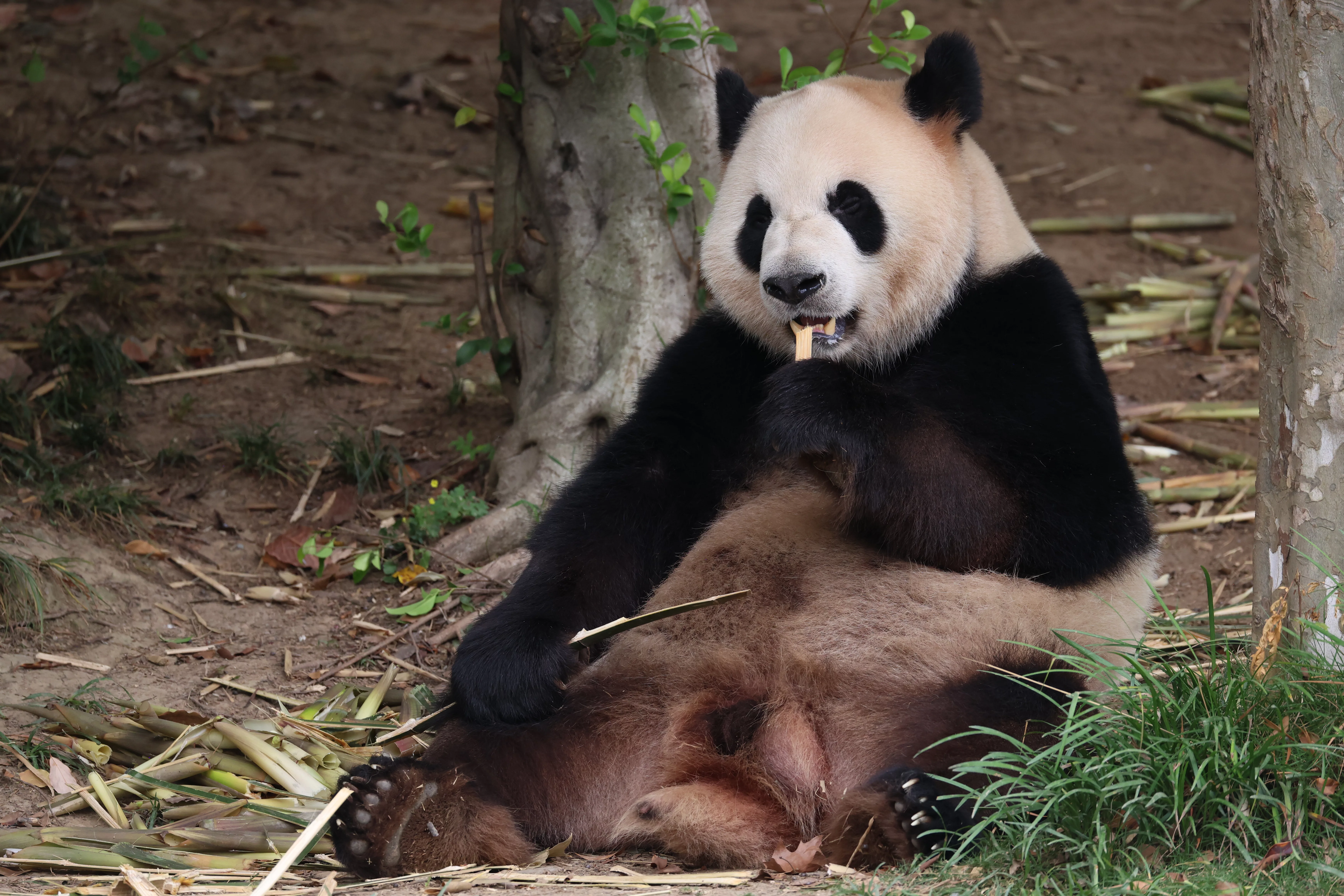 Chengdu Research Base of Giant Panda Breeding