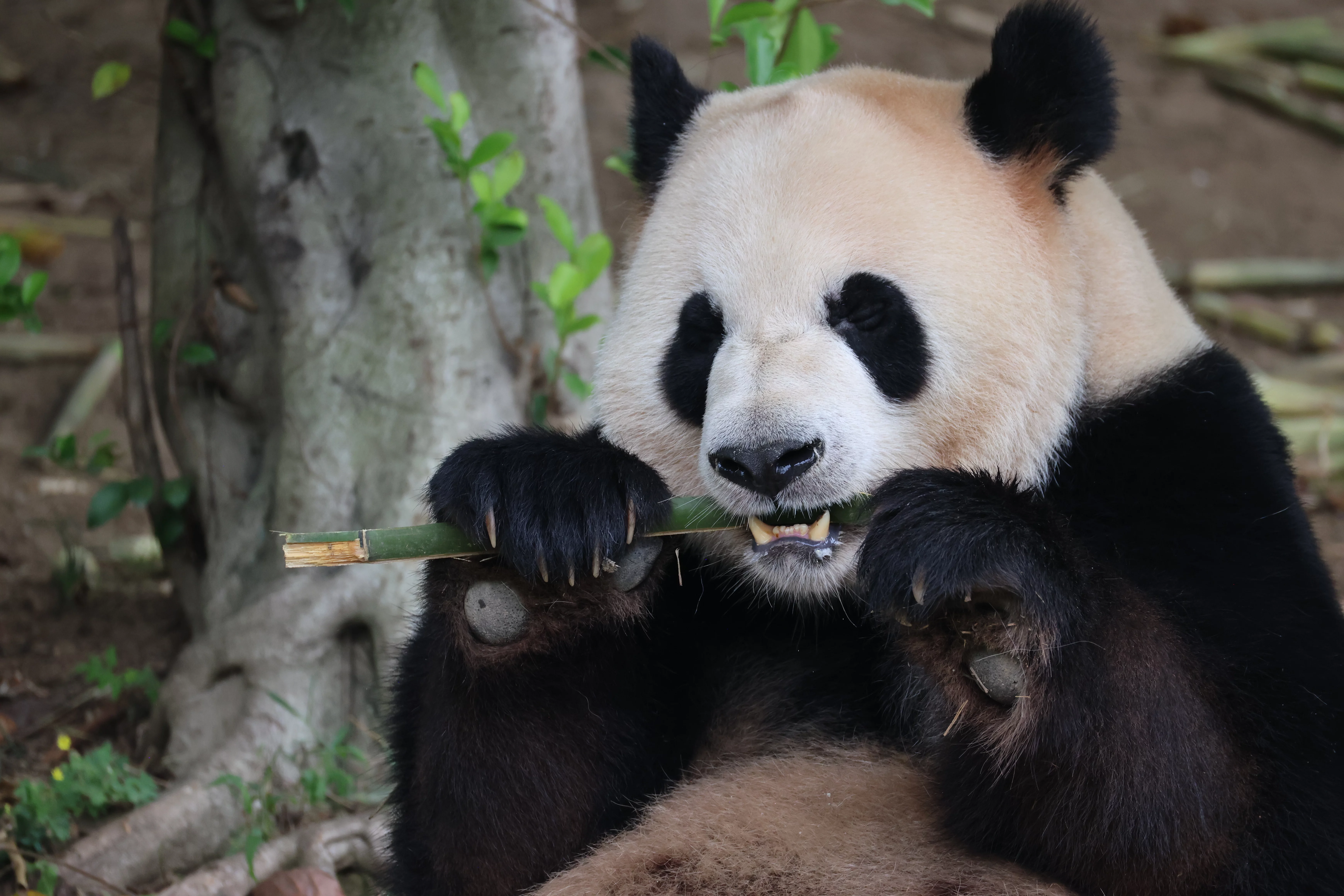 Chengdu Research Base of Giant Panda Breeding
