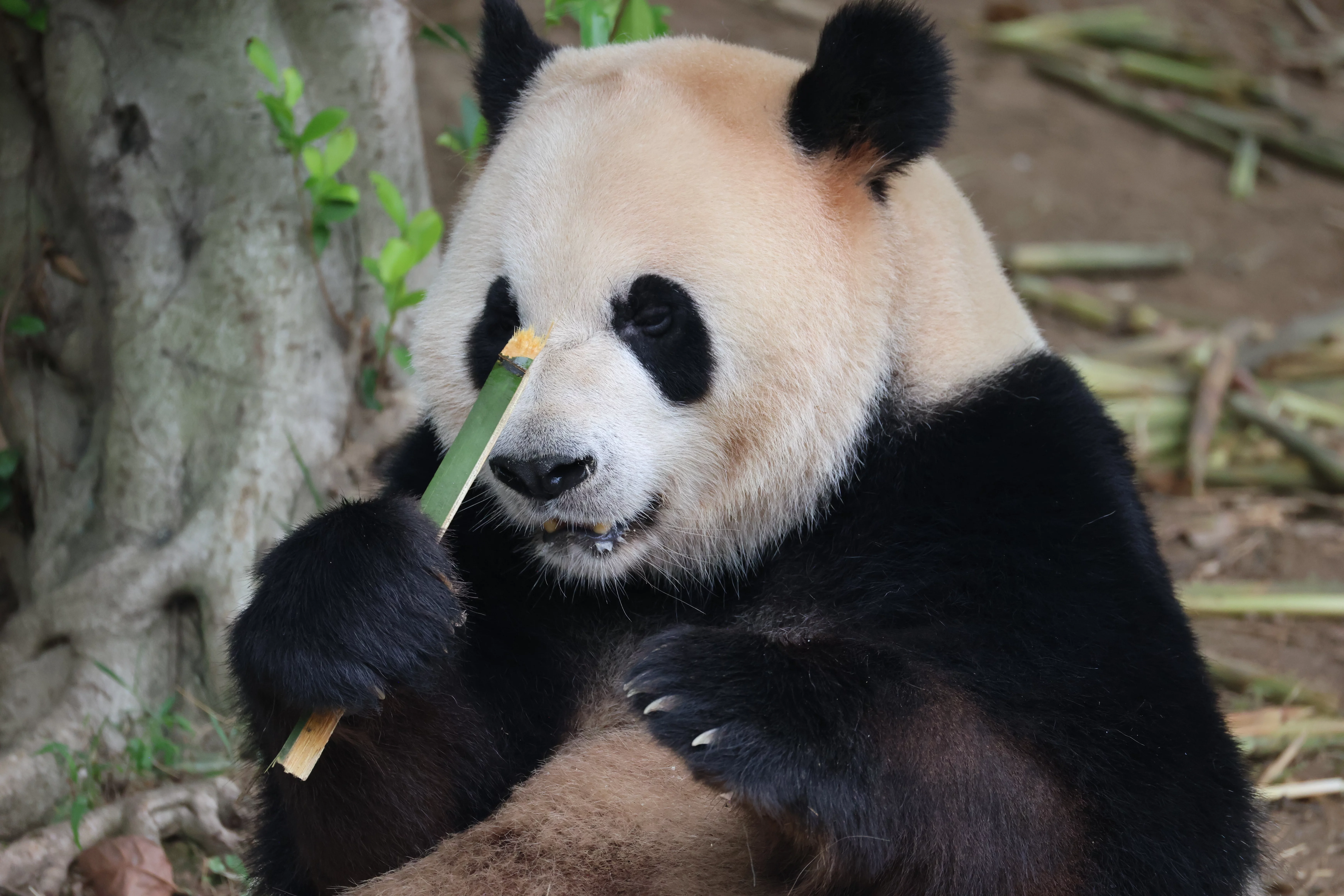 Chengdu Research Base of Giant Panda Breeding