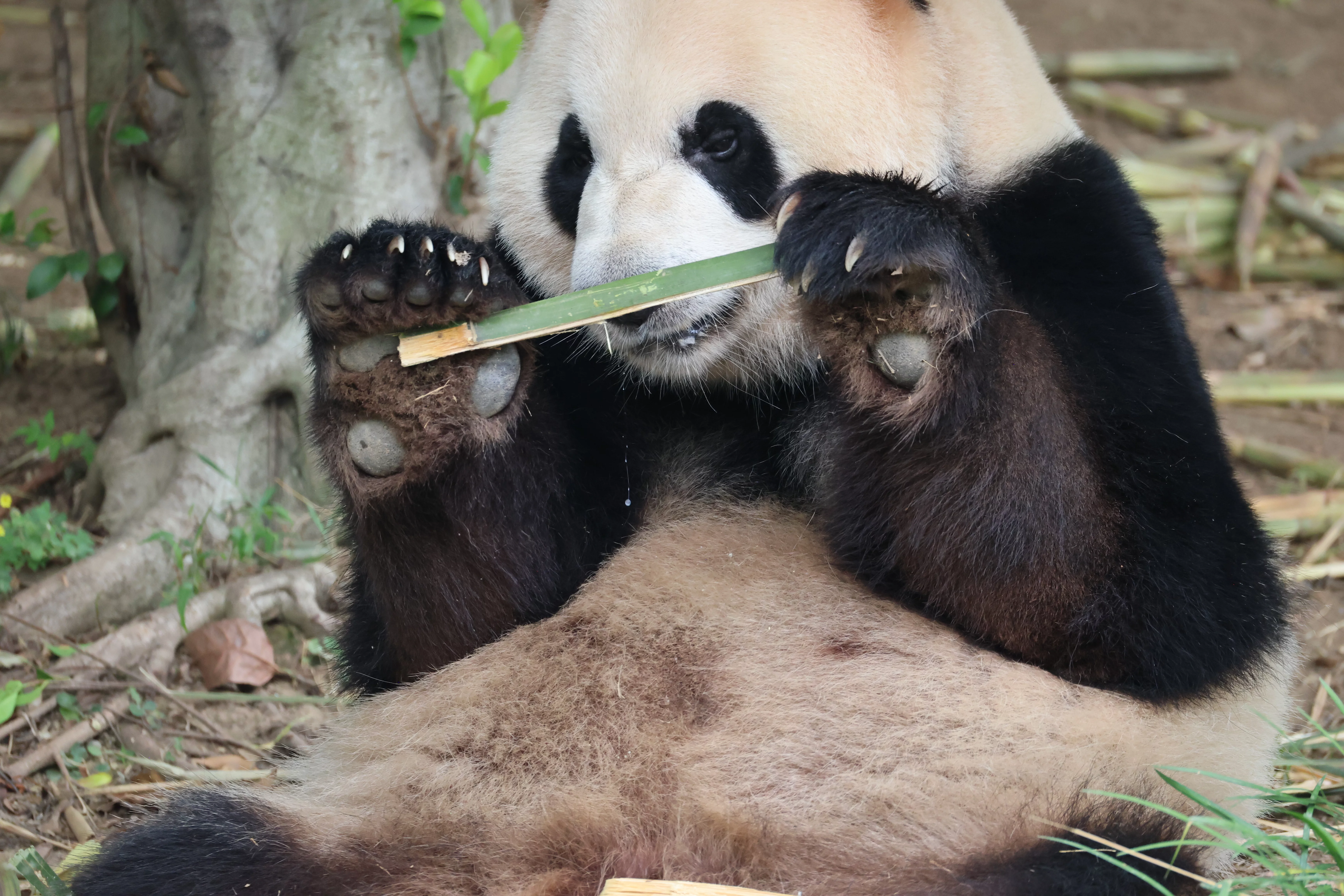 Chengdu Research Base of Giant Panda Breeding