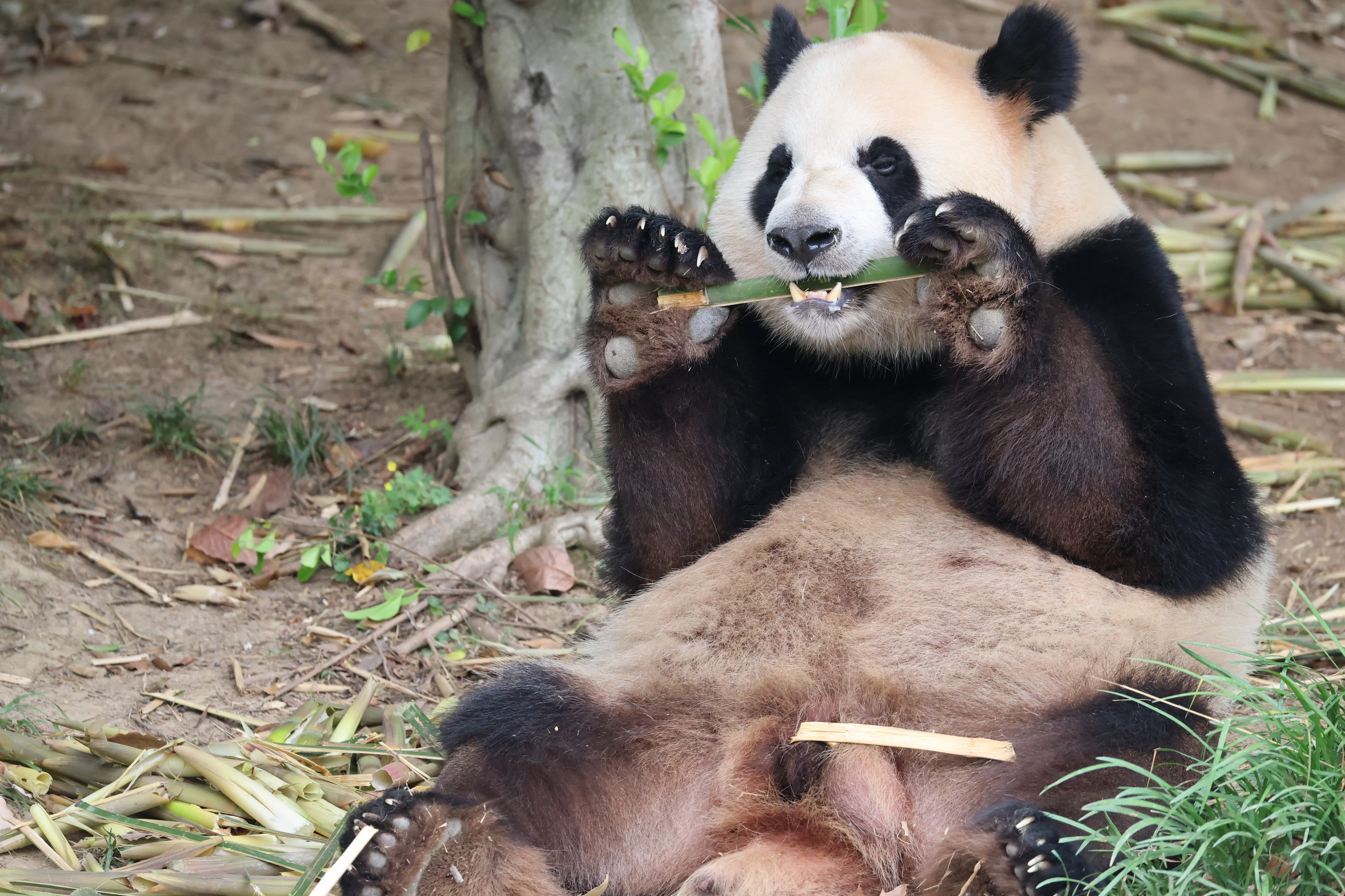 Chengdu Research Base of Giant Panda Breeding
