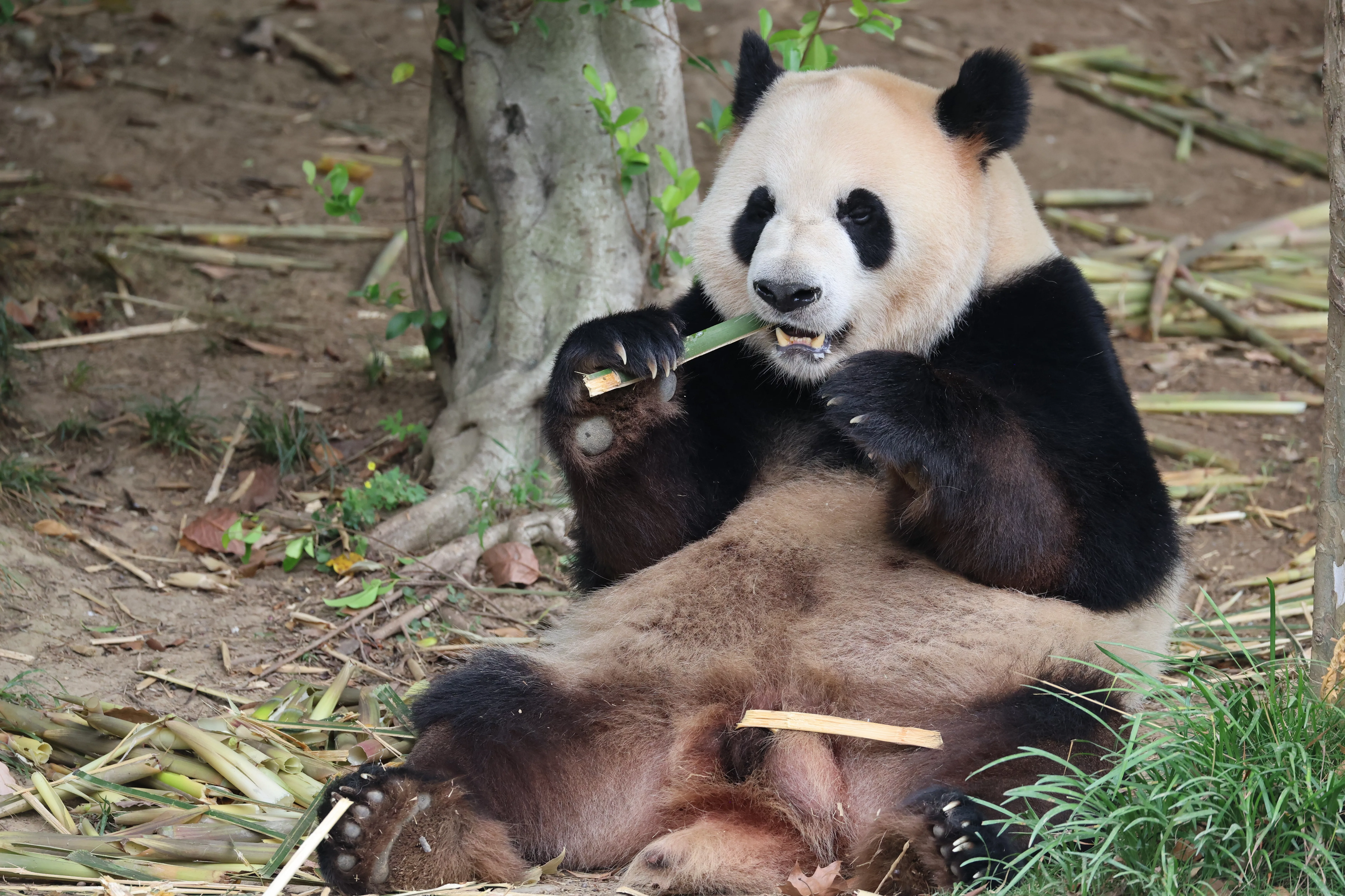 Chengdu Research Base of Giant Panda Breeding