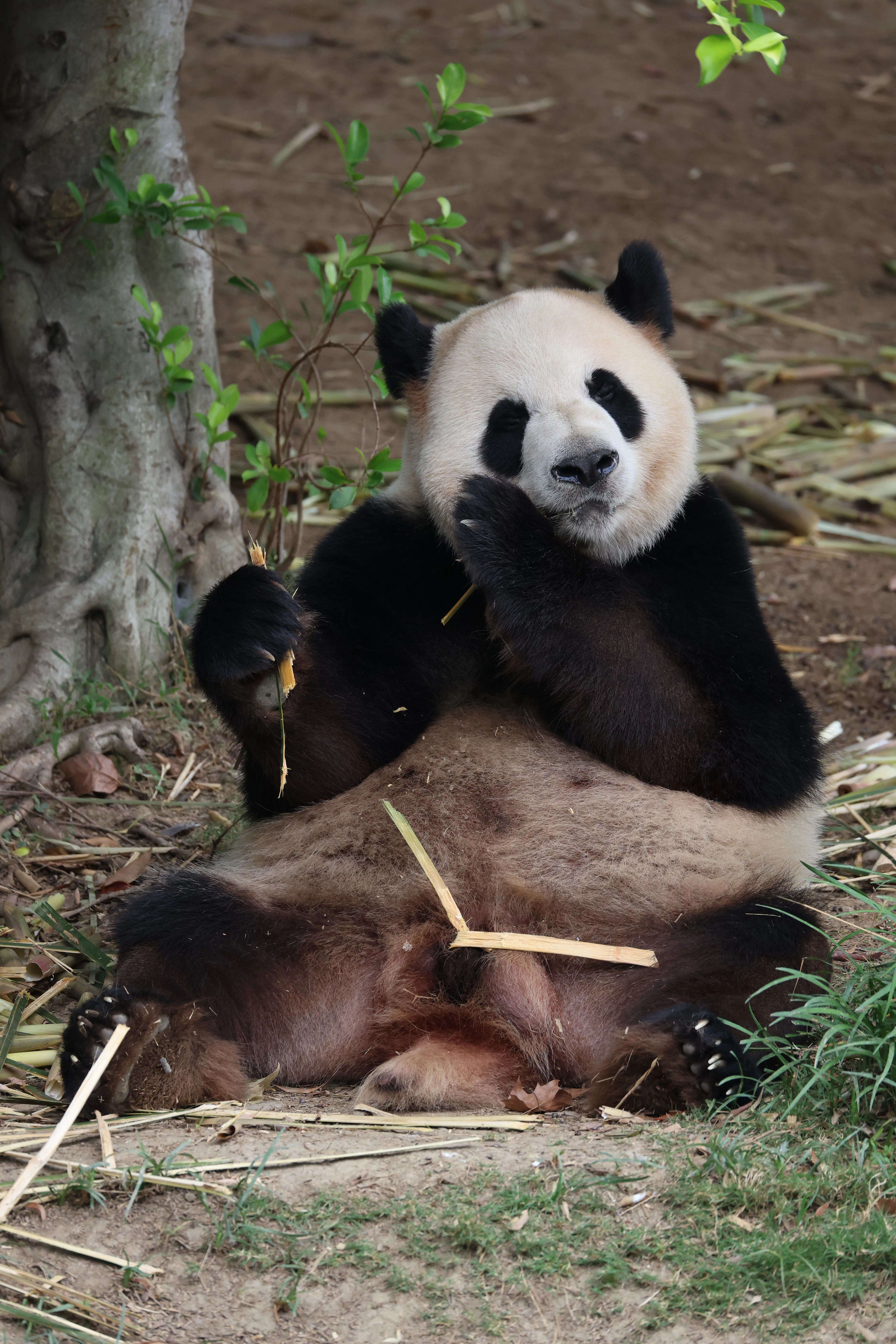 Chengdu Research Base of Giant Panda Breeding
