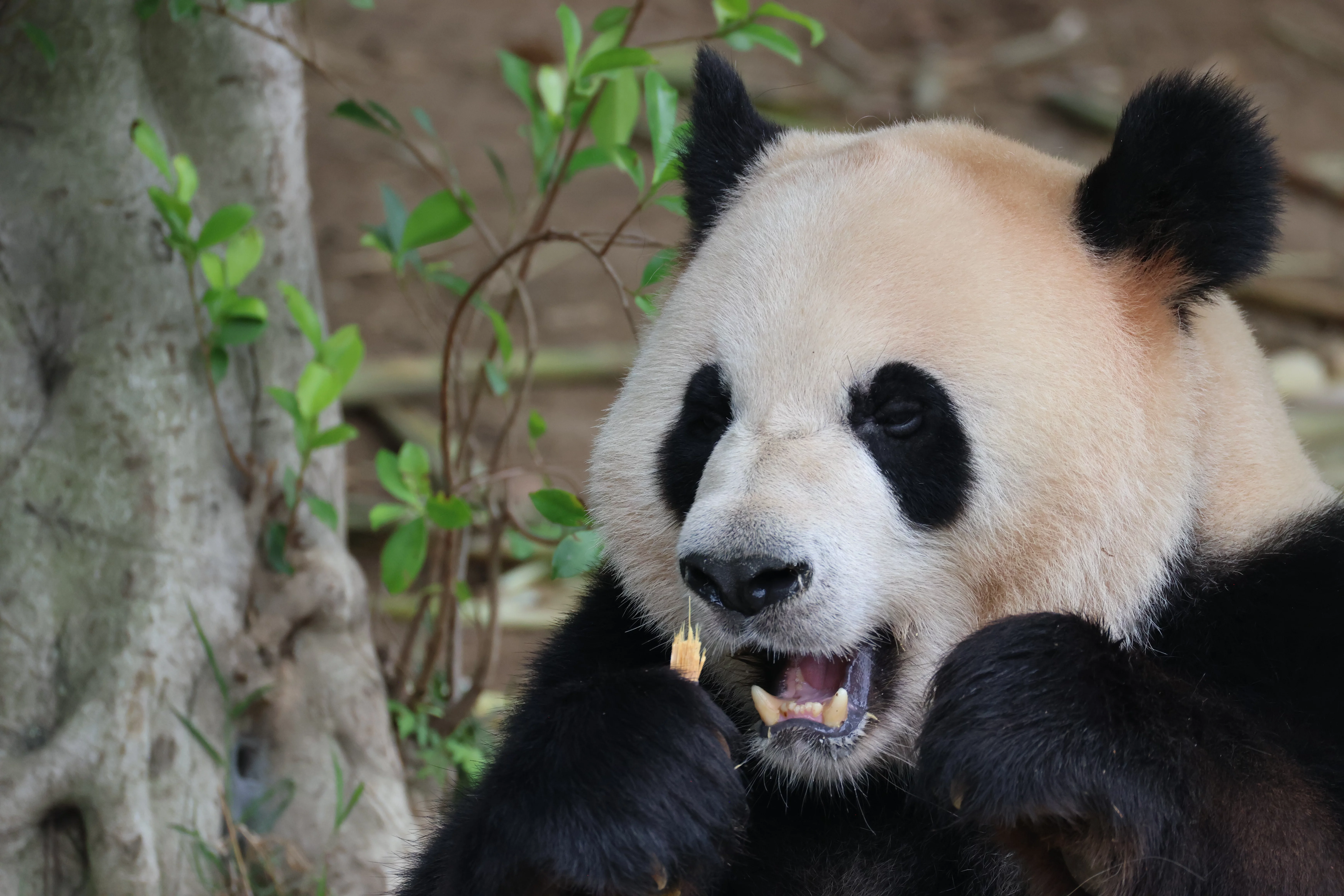 Chengdu Research Base of Giant Panda Breeding