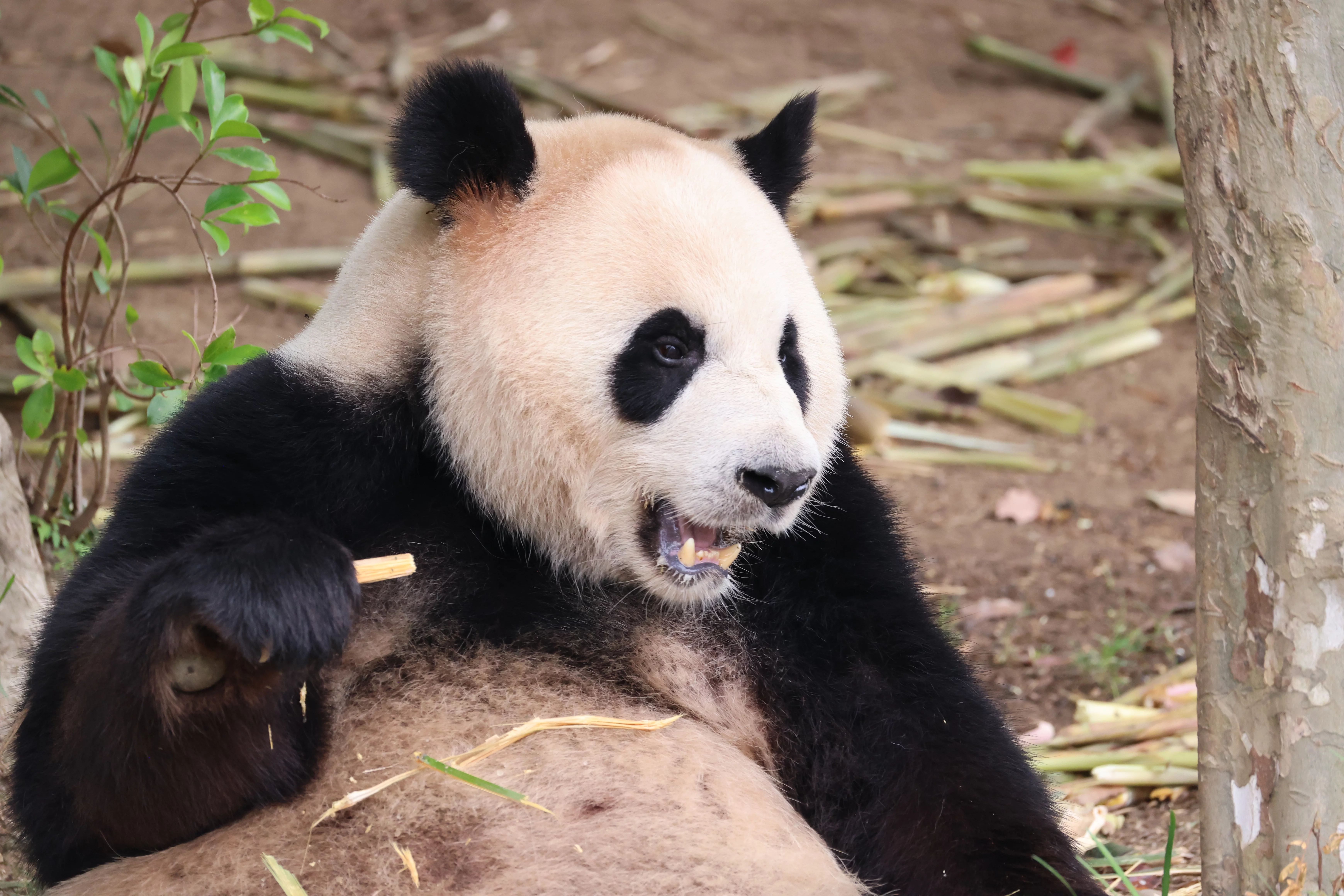 Chengdu Research Base of Giant Panda Breeding