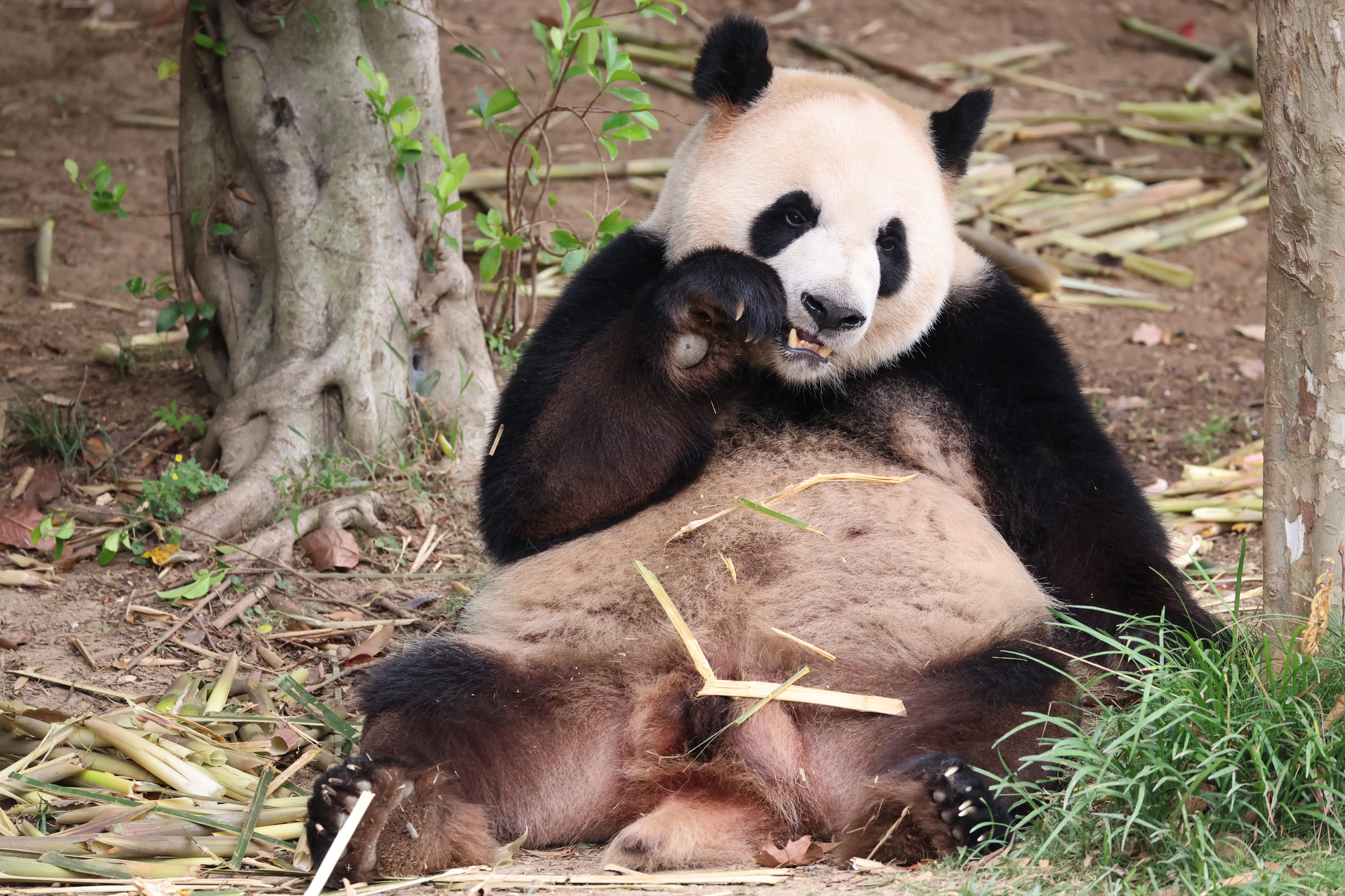 Chengdu Research Base of Giant Panda Breeding