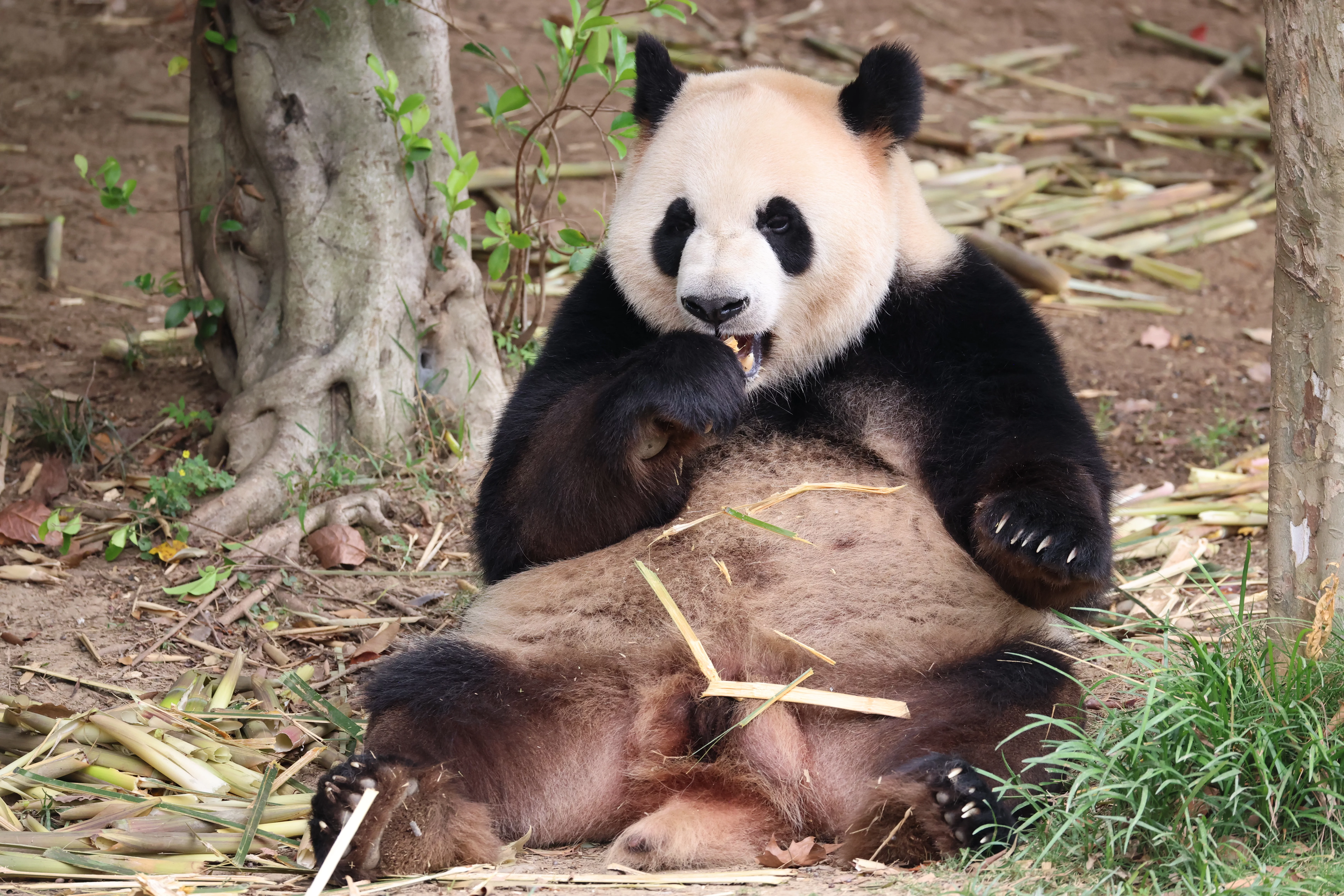 Chengdu Research Base of Giant Panda Breeding