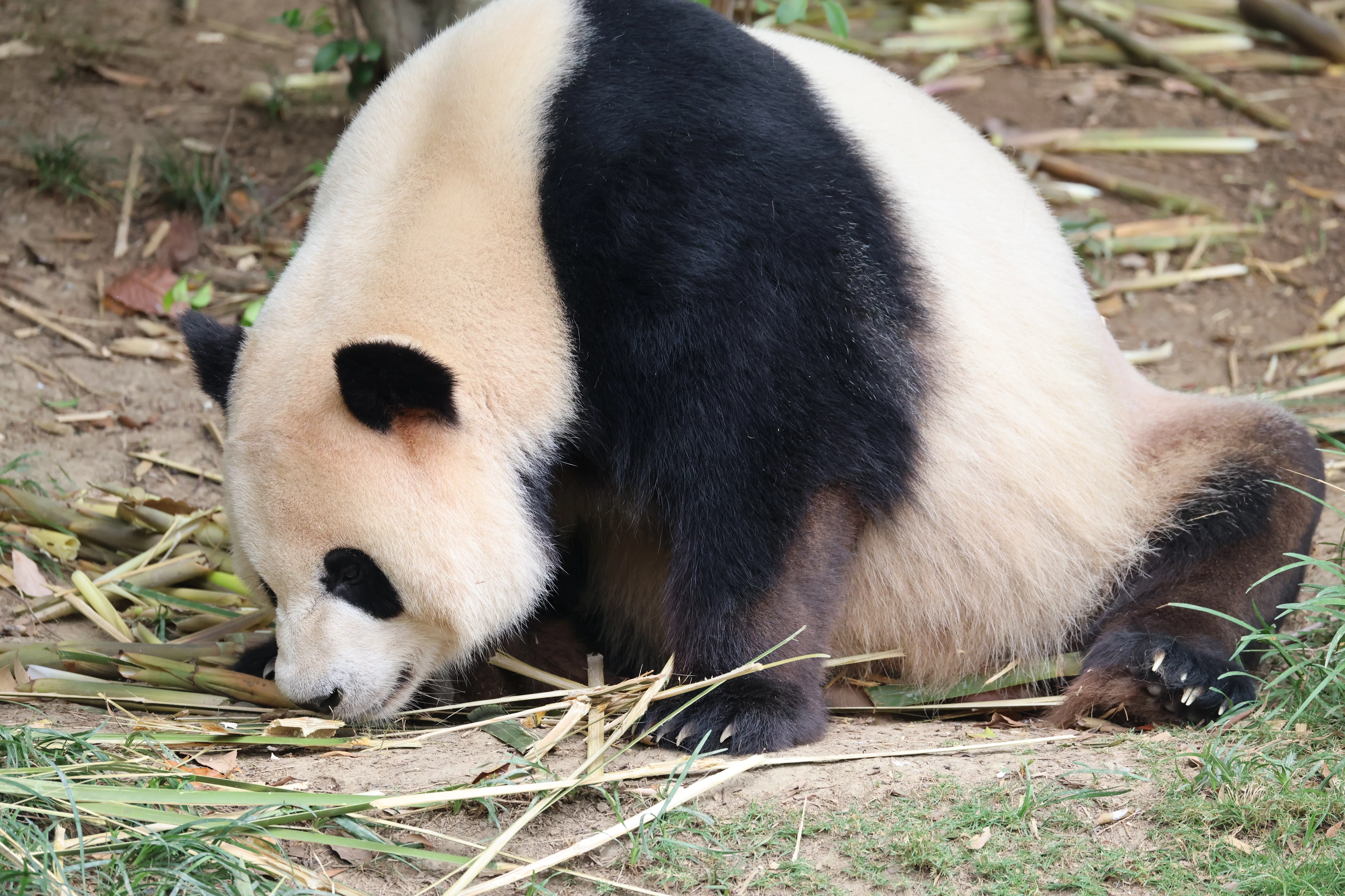 Chengdu Research Base of Giant Panda Breeding