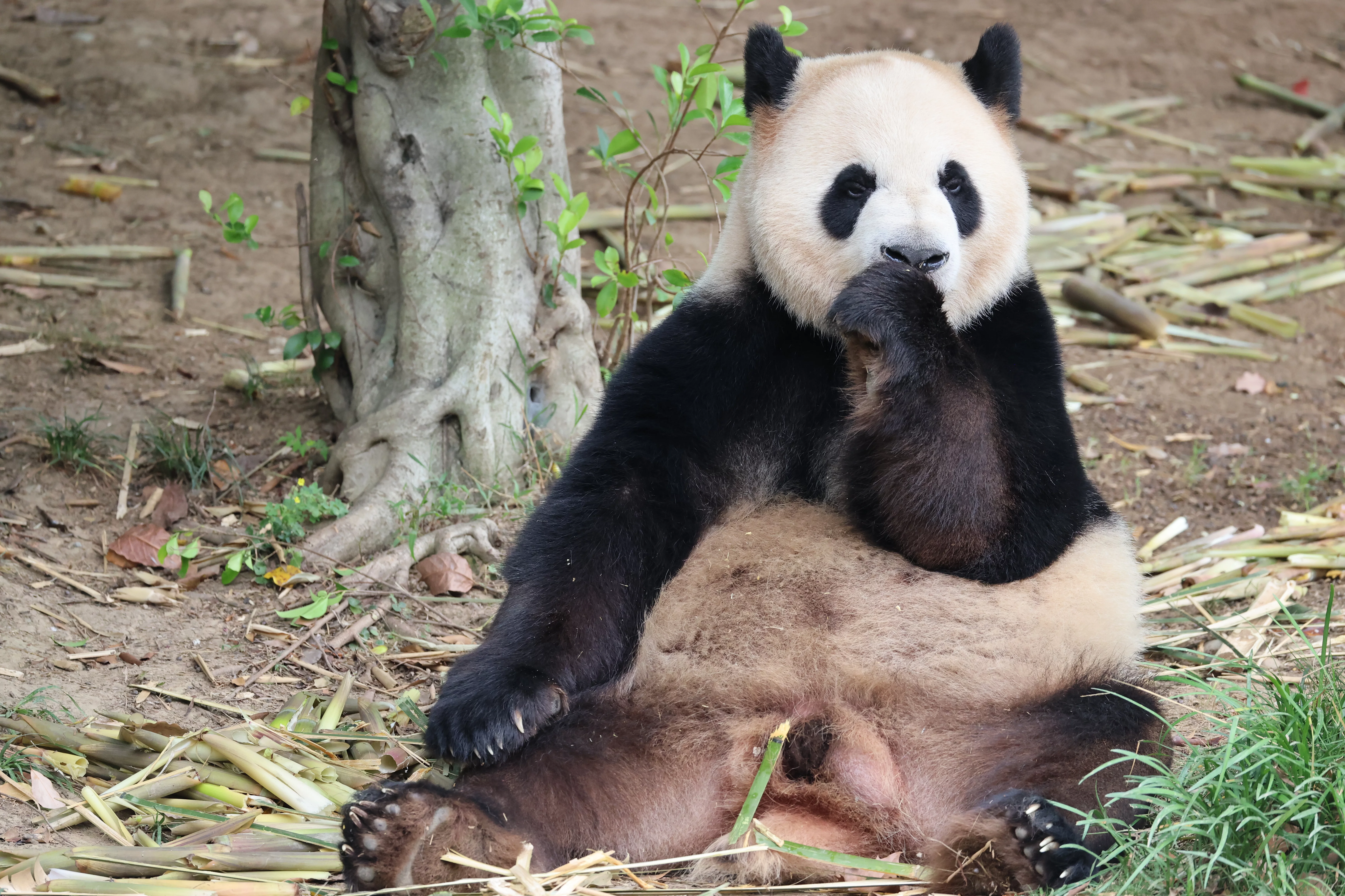 Chengdu Research Base of Giant Panda Breeding