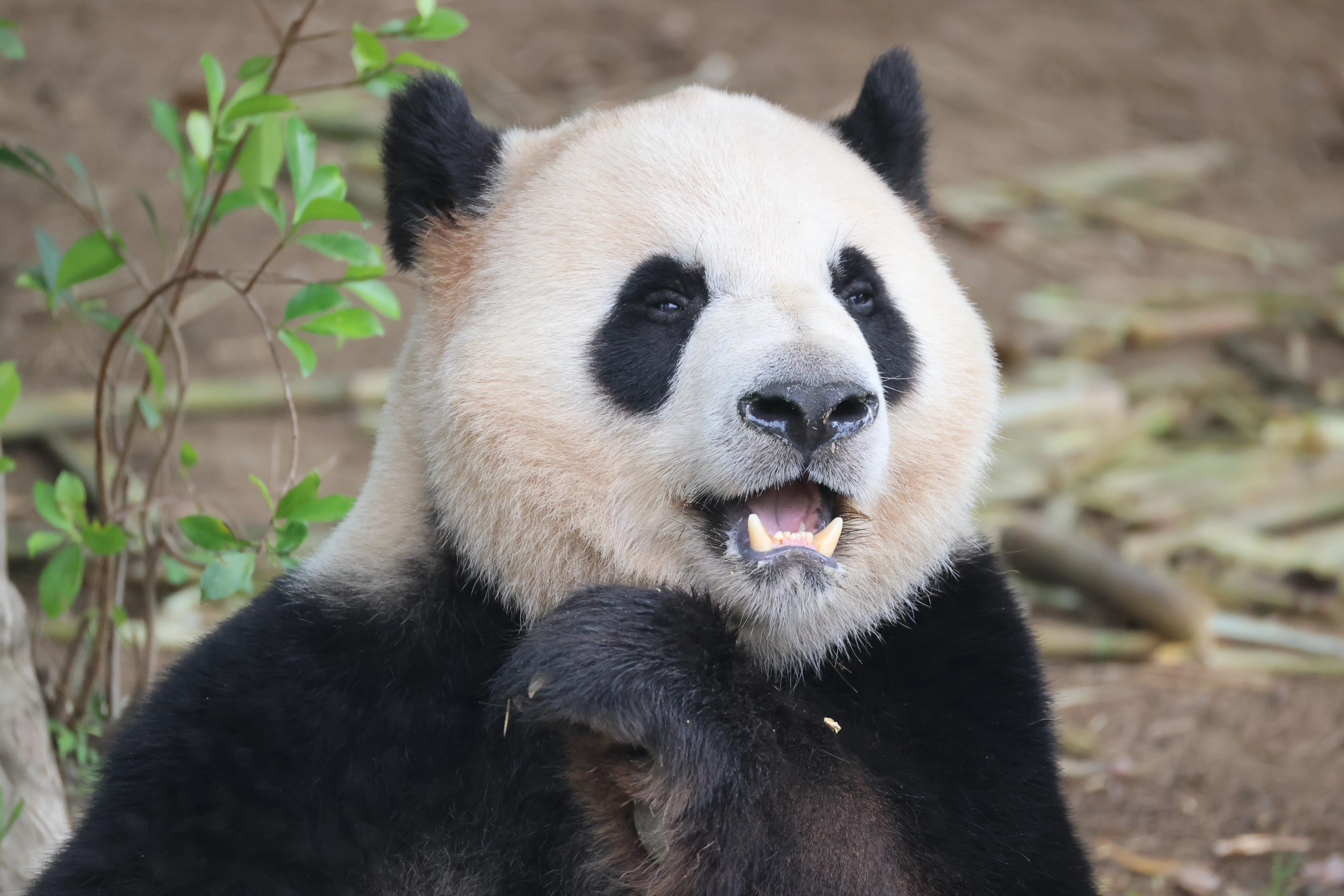 Chengdu Research Base of Giant Panda Breeding