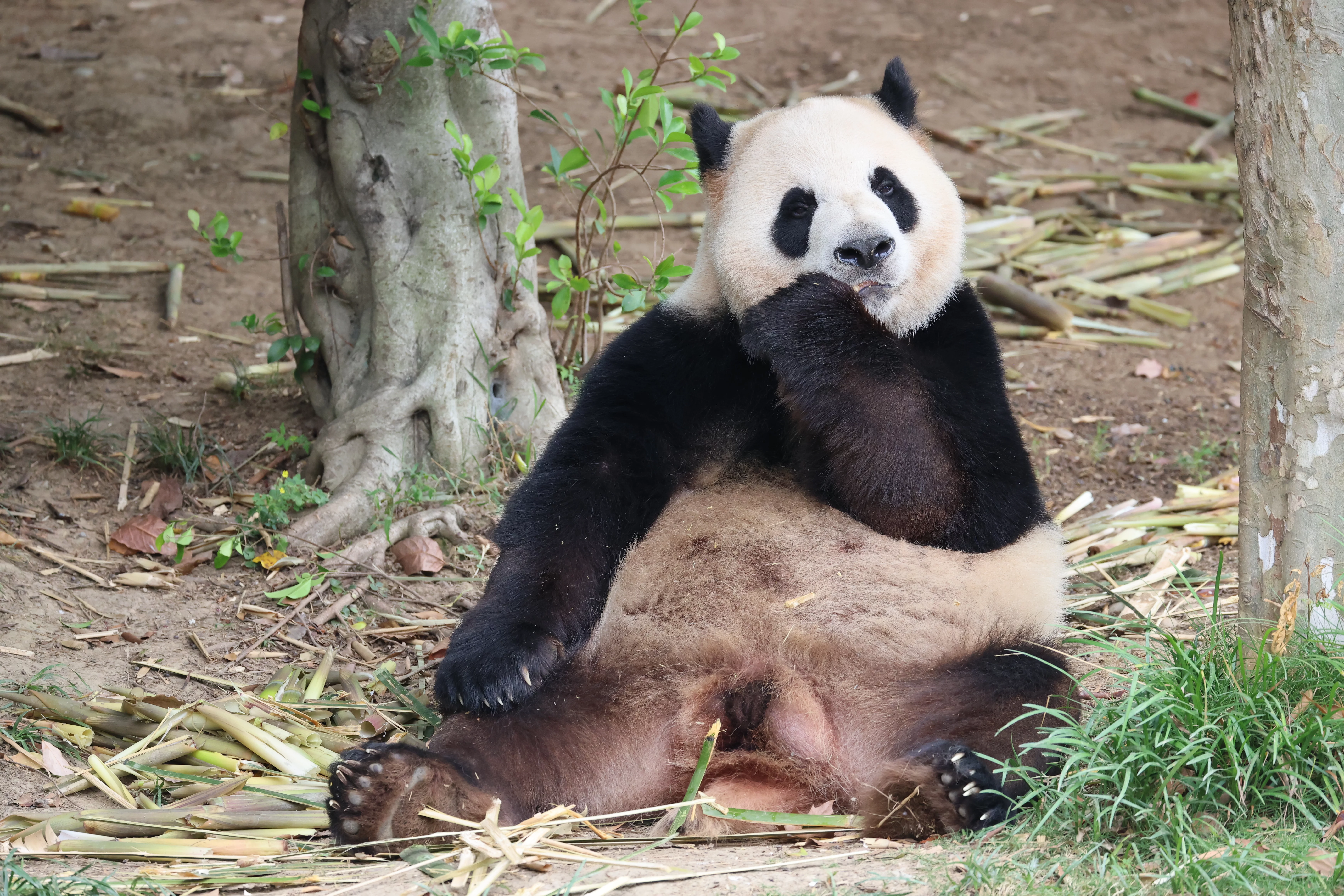 Chengdu Research Base of Giant Panda Breeding
