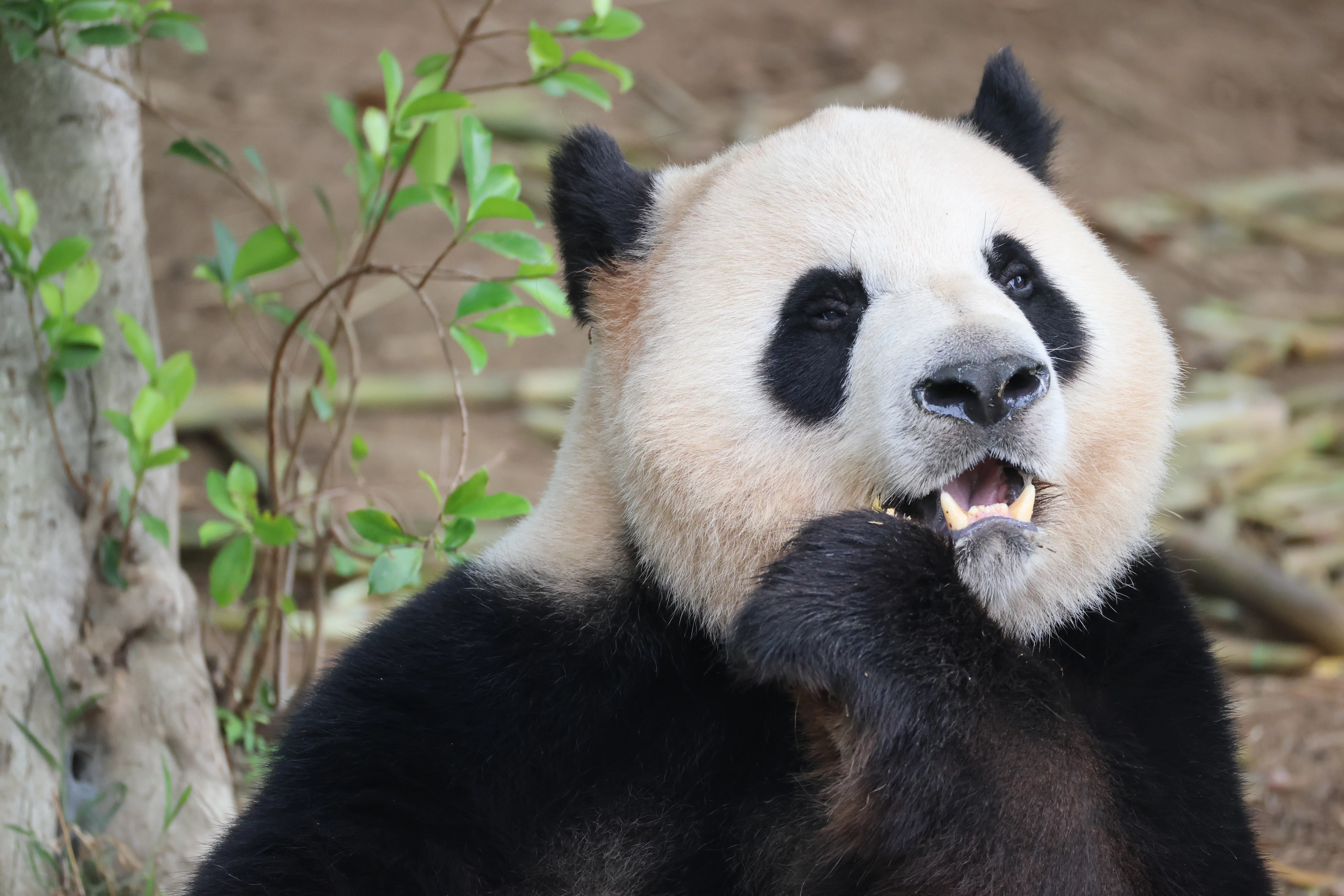 Chengdu Research Base of Giant Panda Breeding