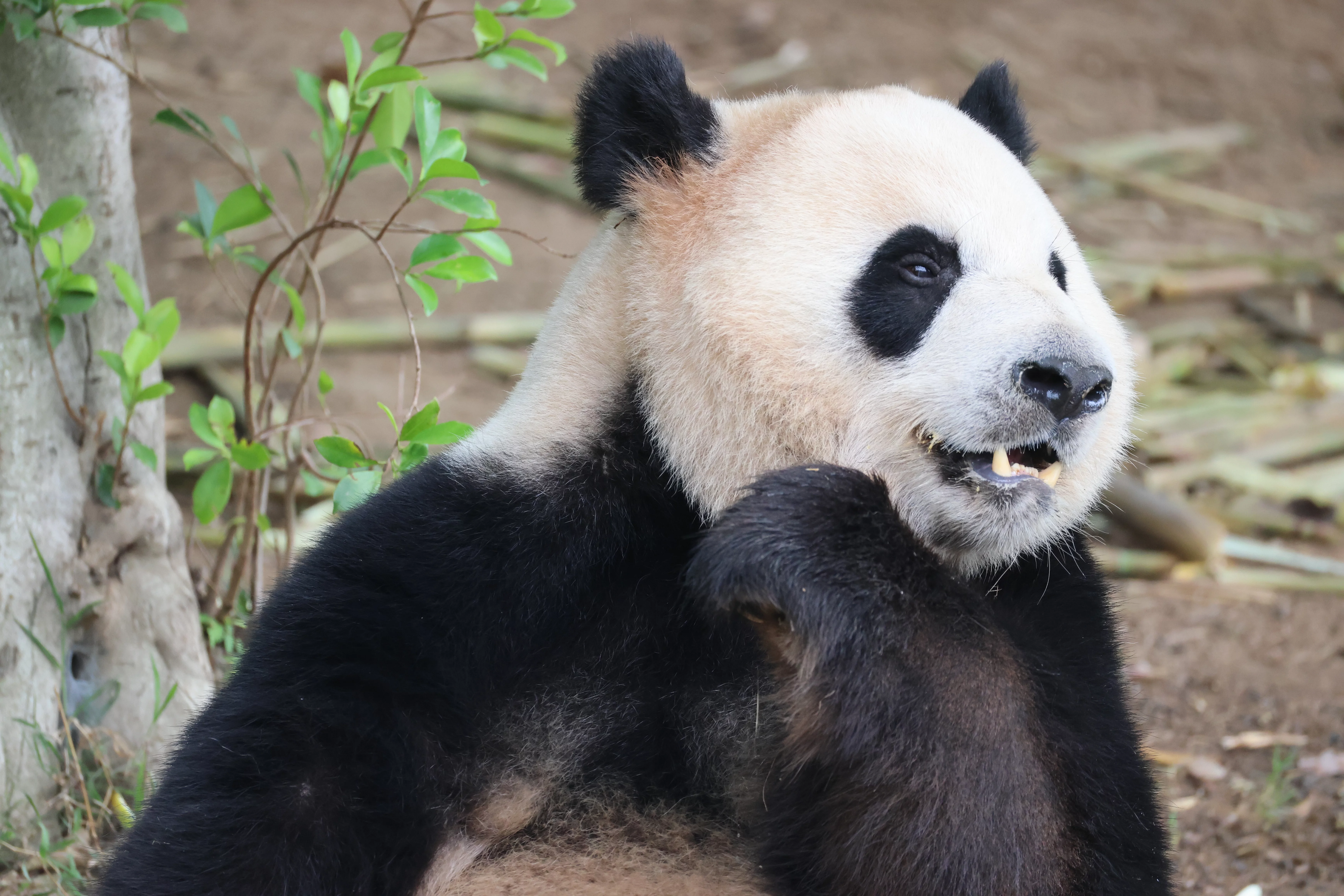 Chengdu Research Base of Giant Panda Breeding