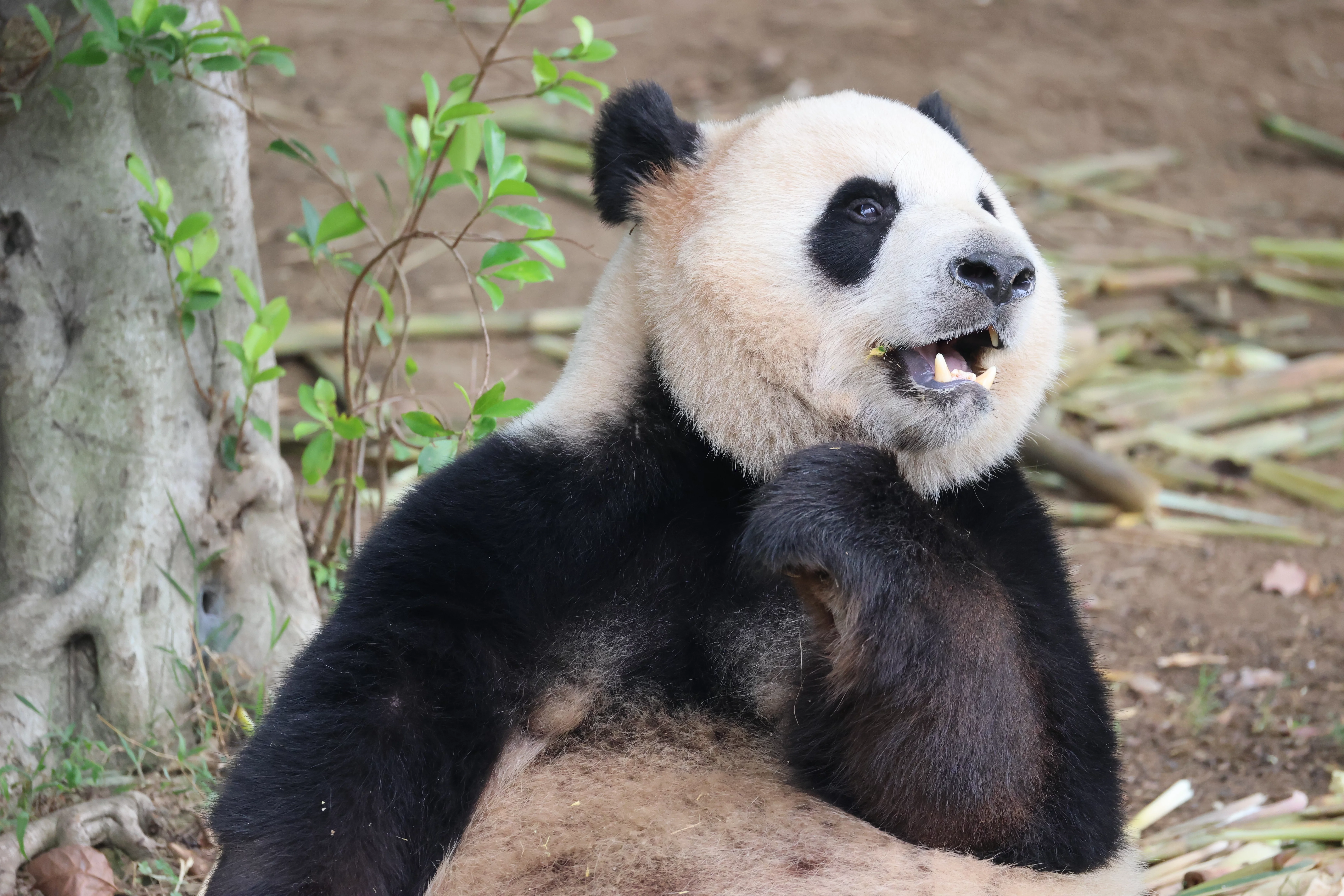 Chengdu Research Base of Giant Panda Breeding