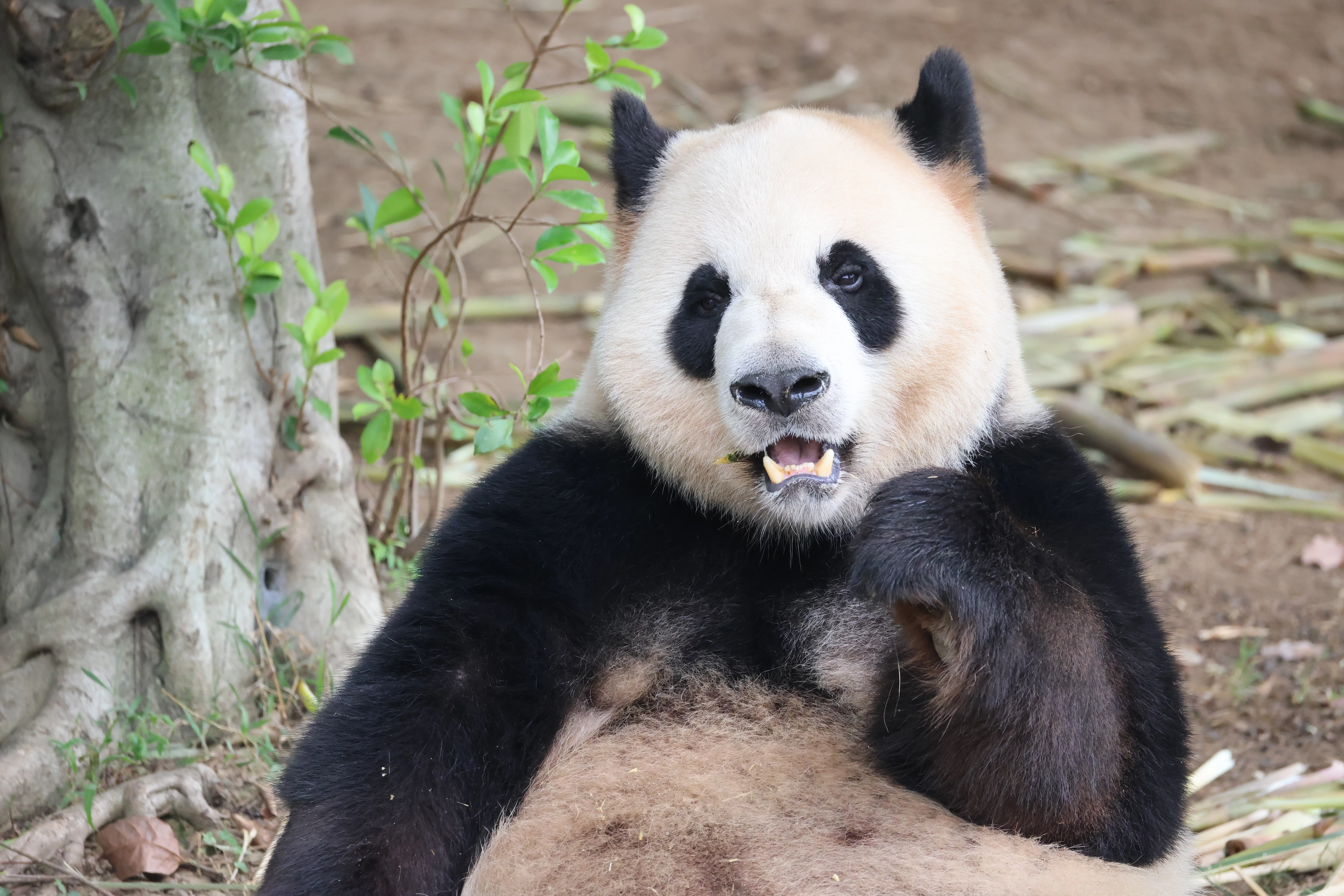 Chengdu Research Base of Giant Panda Breeding