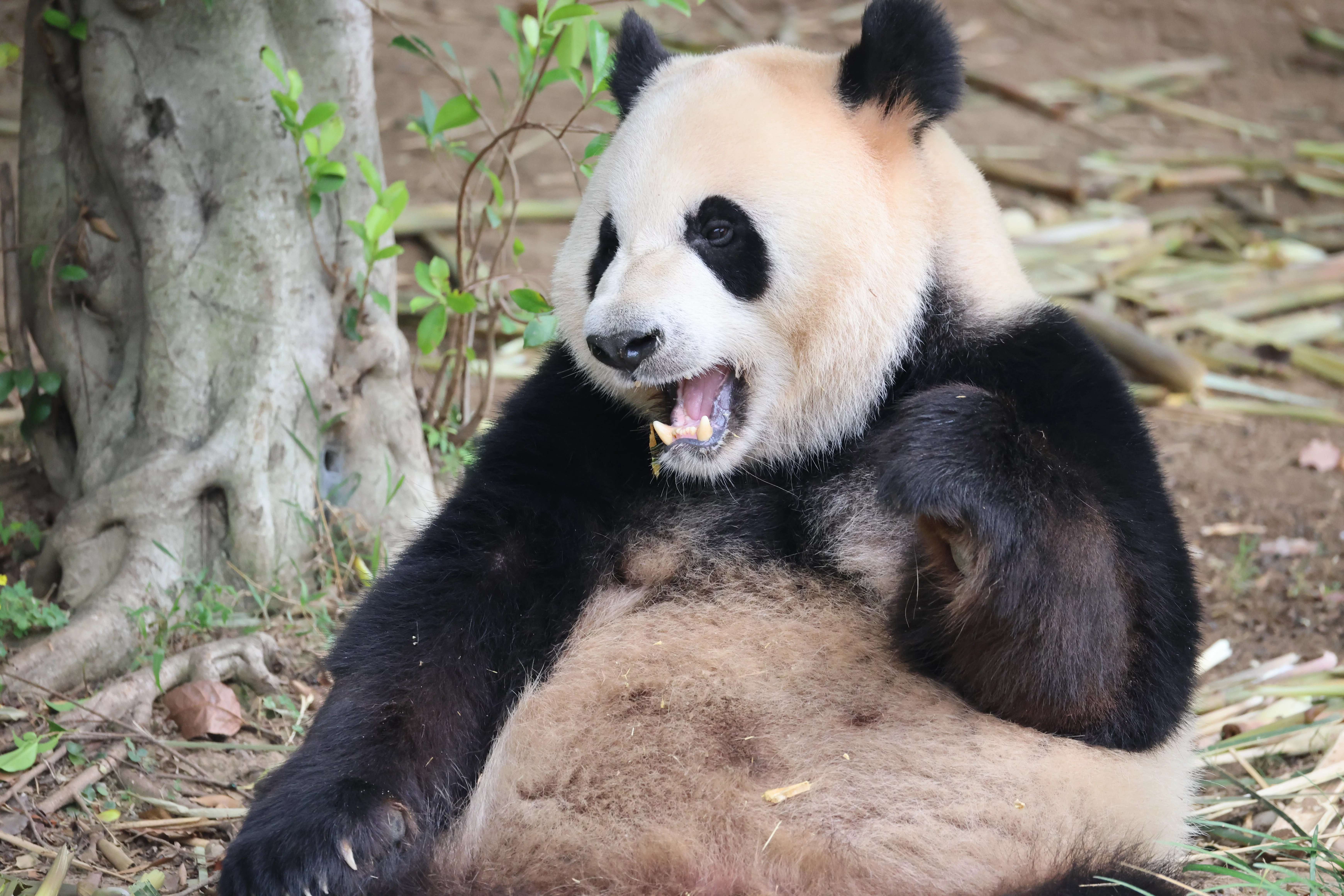 Chengdu Research Base of Giant Panda Breeding