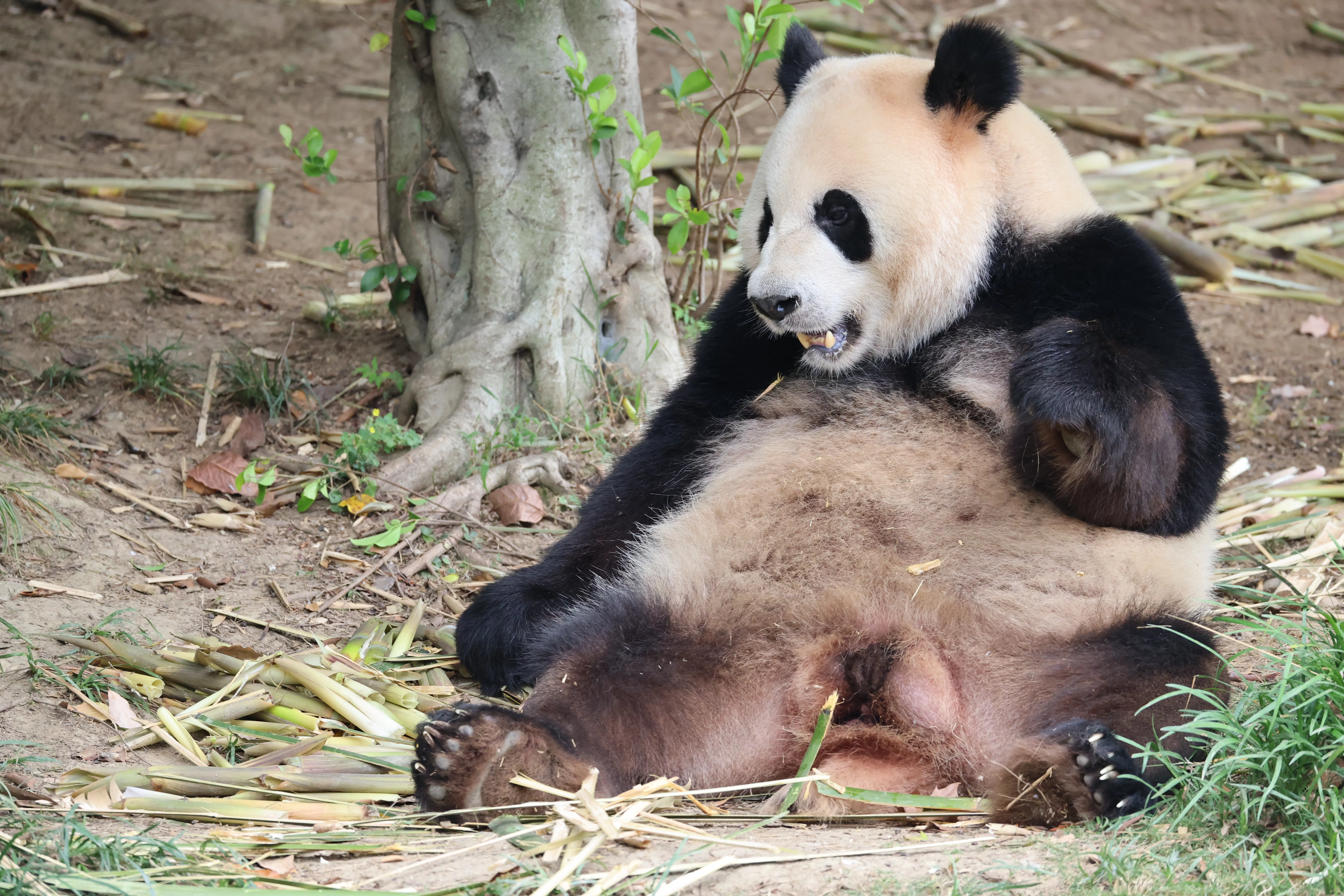 Chengdu Research Base of Giant Panda Breeding