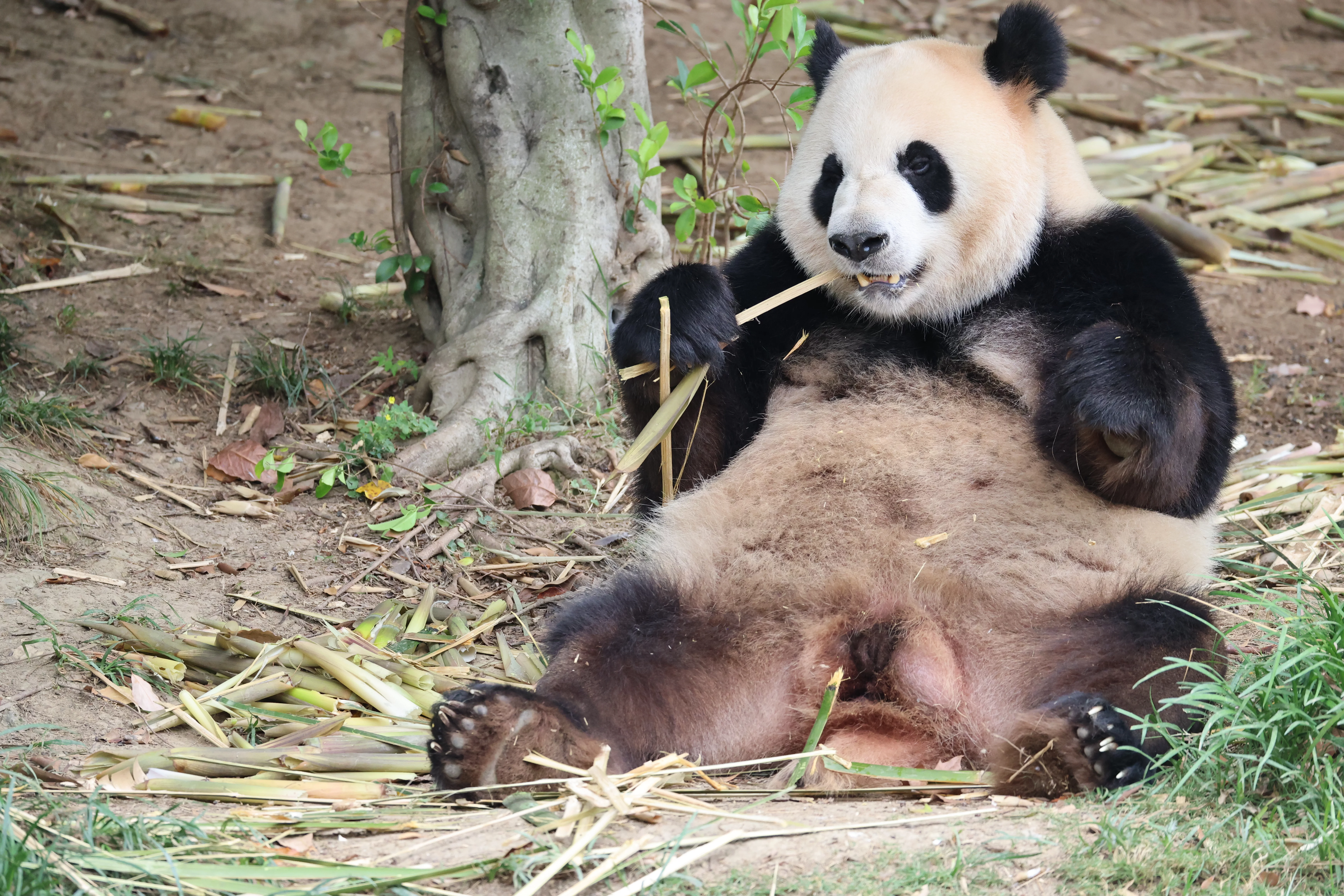 Chengdu Research Base of Giant Panda Breeding