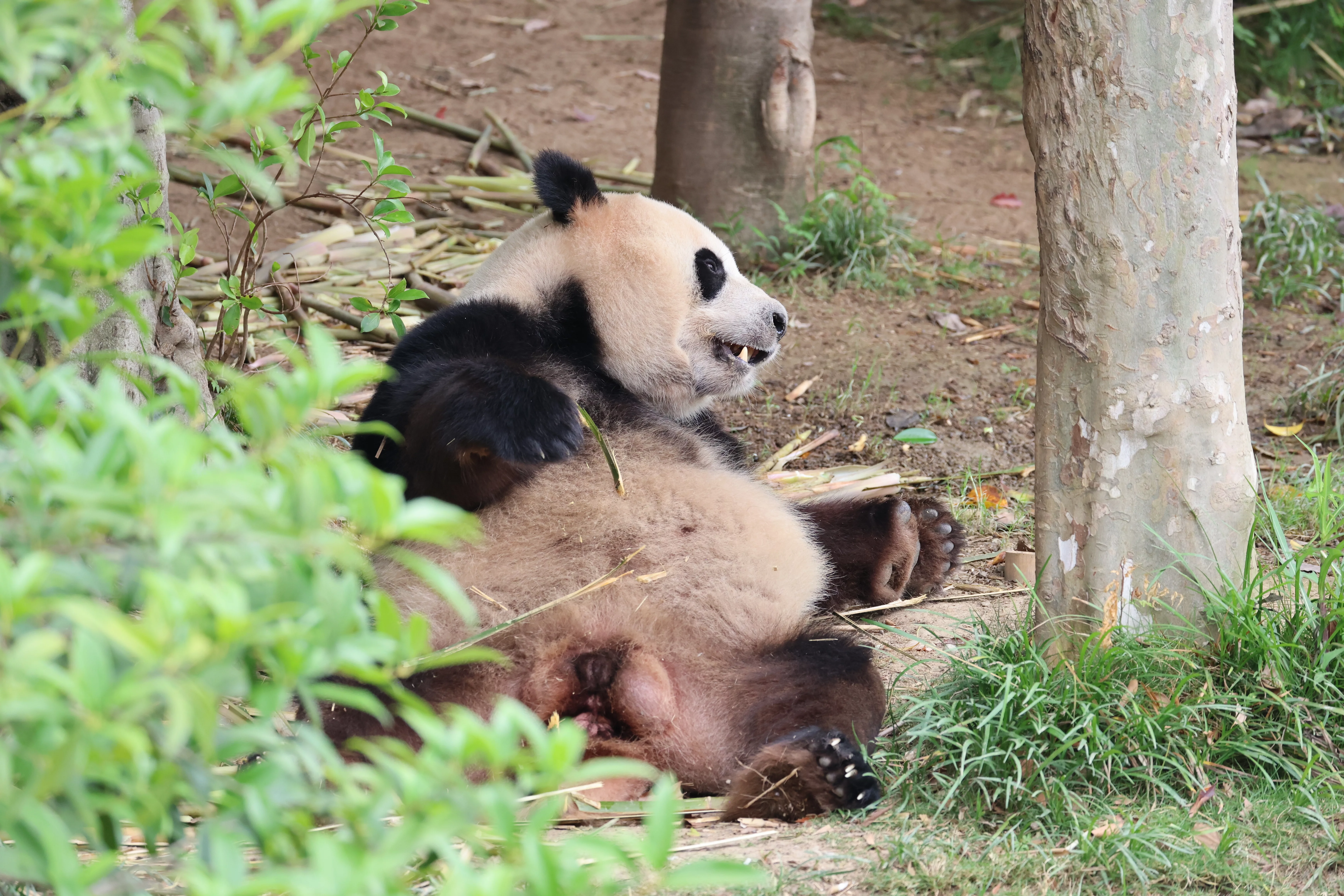 Chengdu Research Base of Giant Panda Breeding