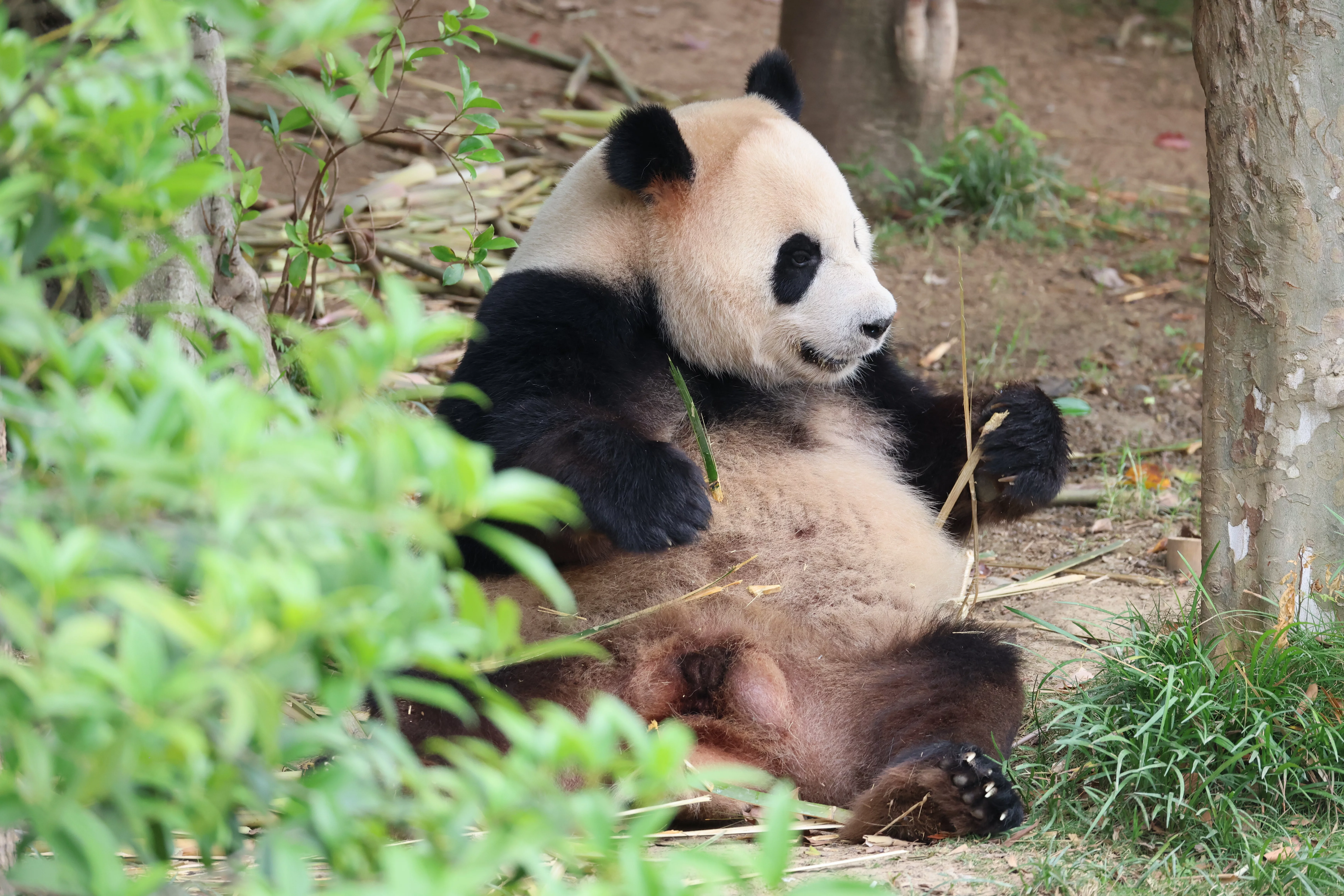 Chengdu Research Base of Giant Panda Breeding