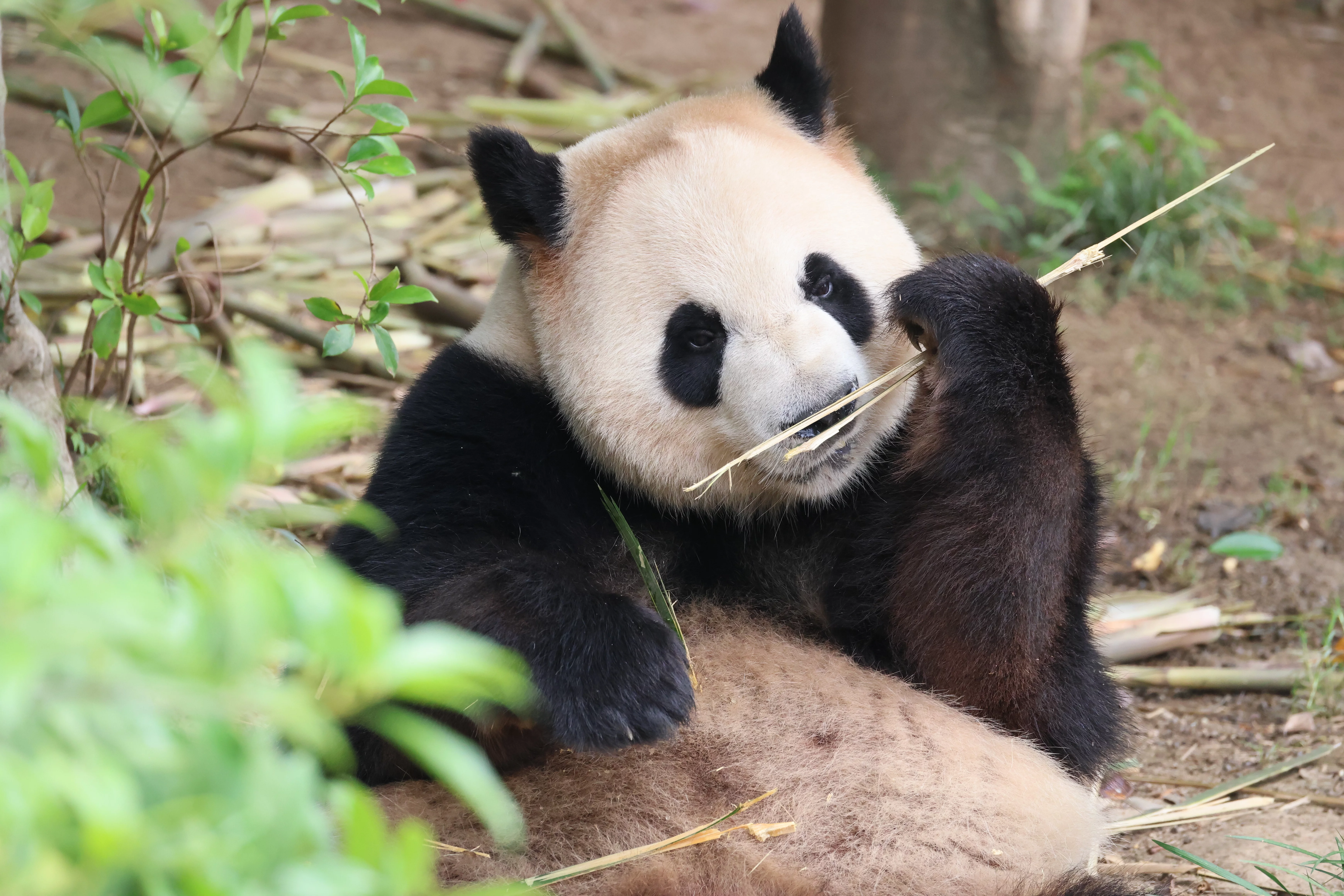 Chengdu Research Base of Giant Panda Breeding