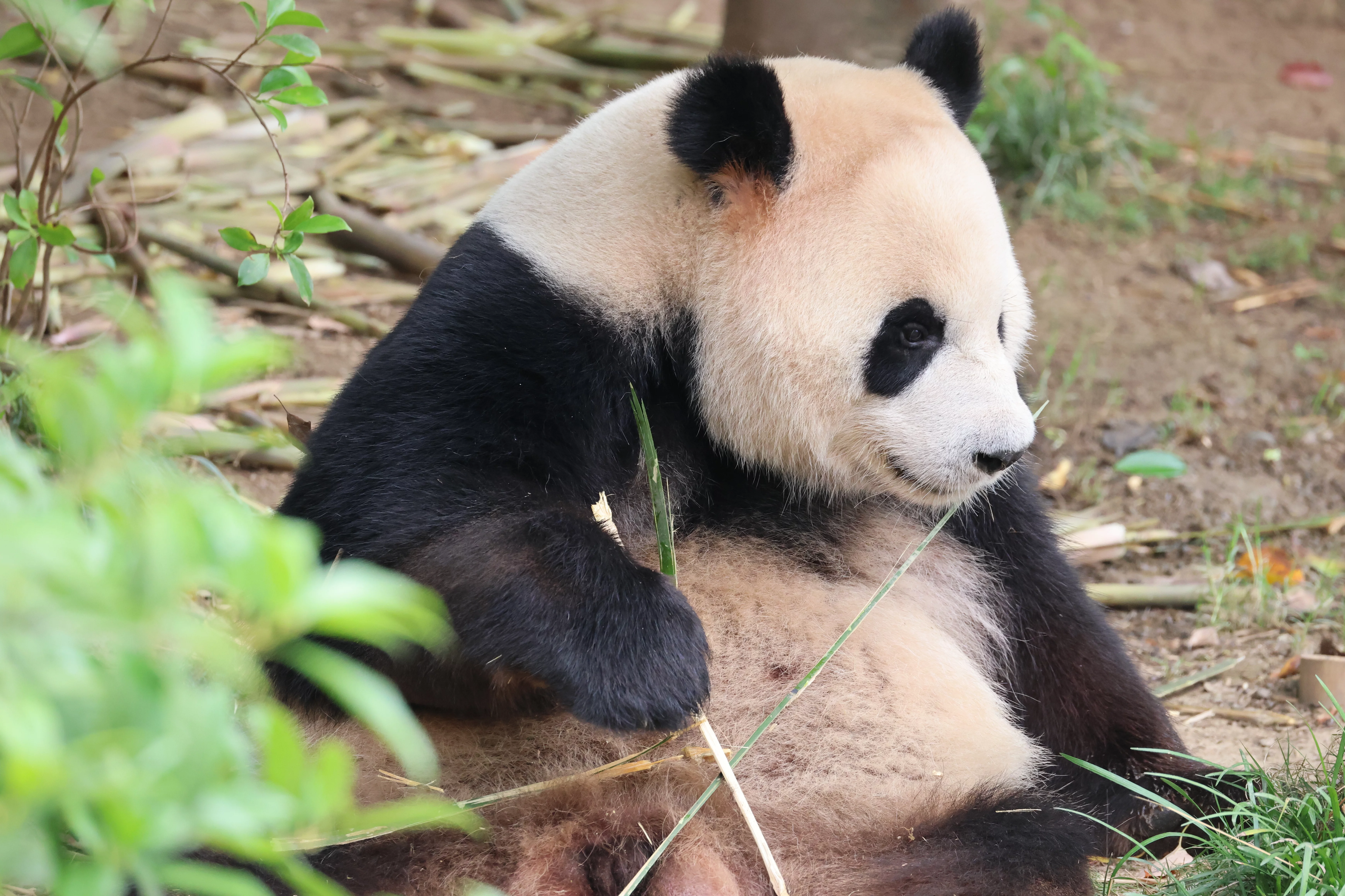 Chengdu Research Base of Giant Panda Breeding
