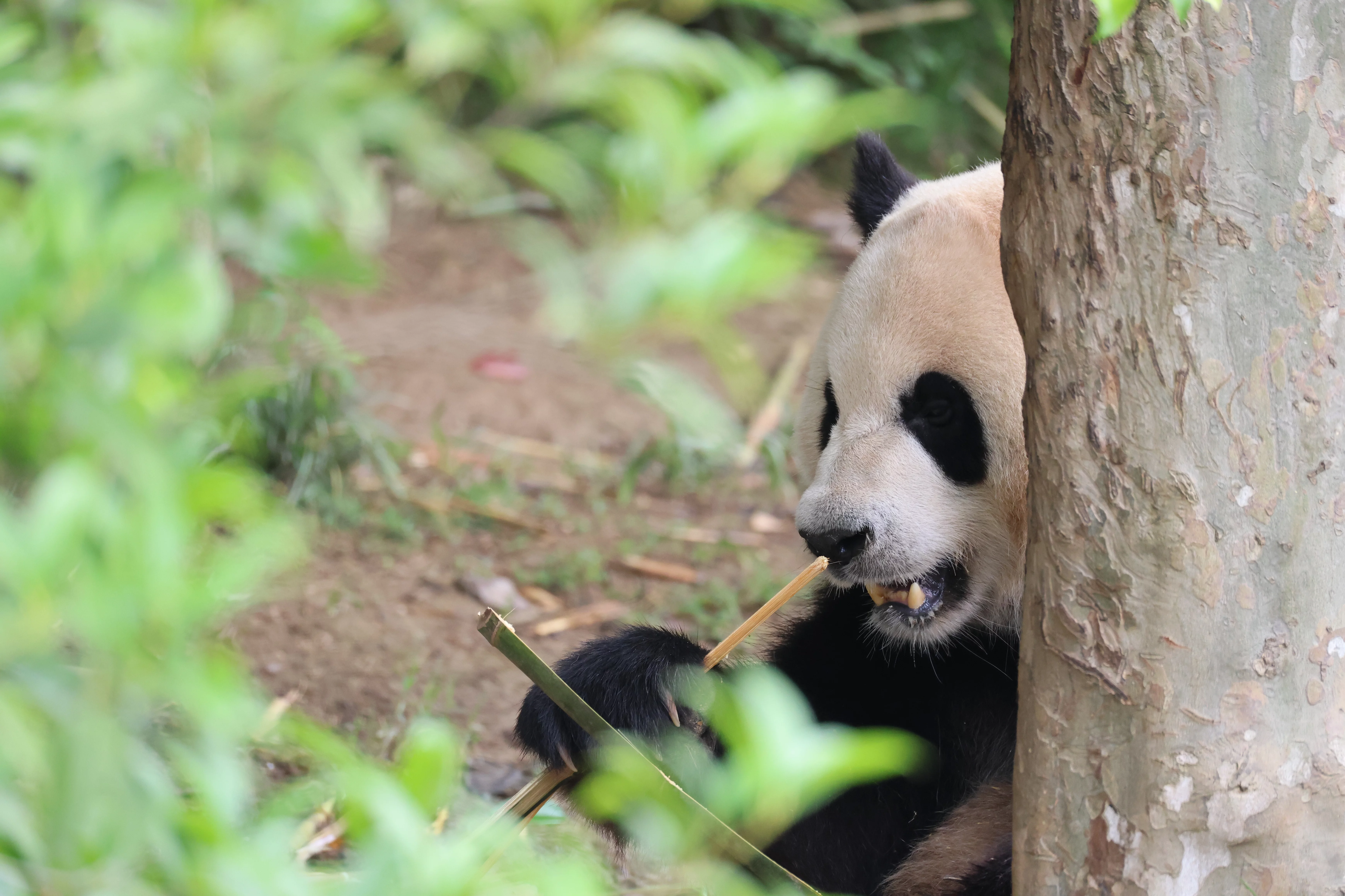 Chengdu Research Base of Giant Panda Breeding