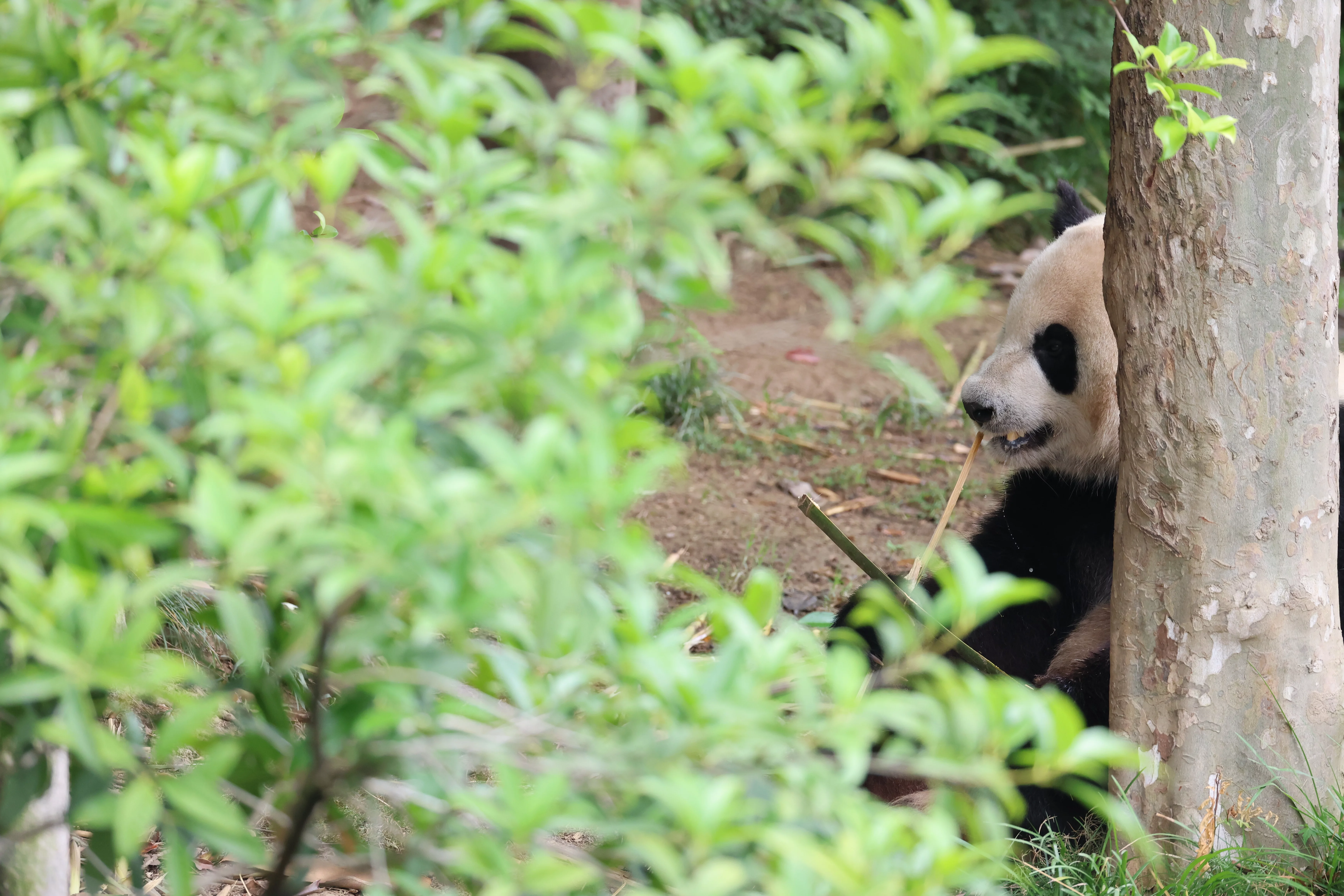 Chengdu Research Base of Giant Panda Breeding