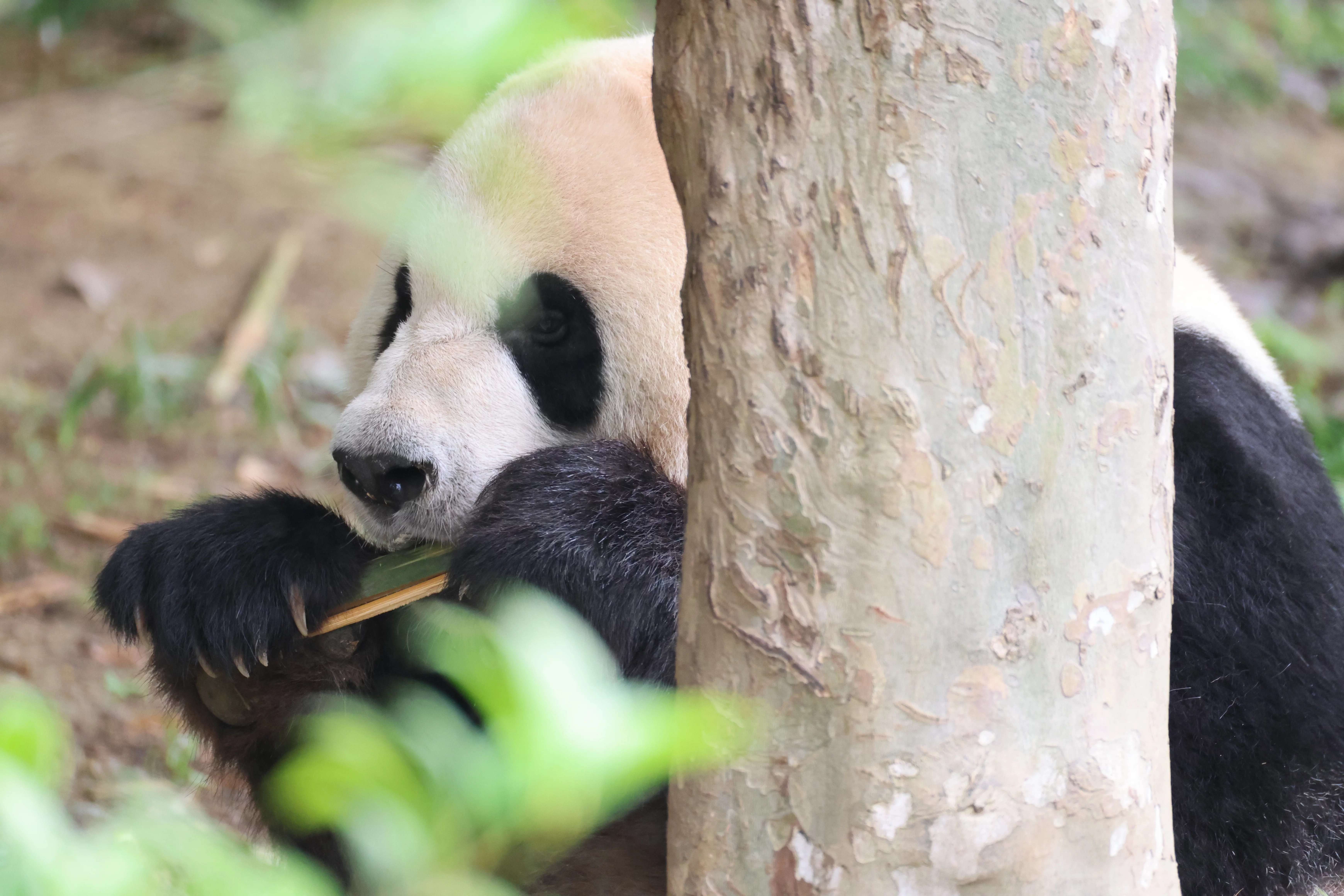 Chengdu Research Base of Giant Panda Breeding