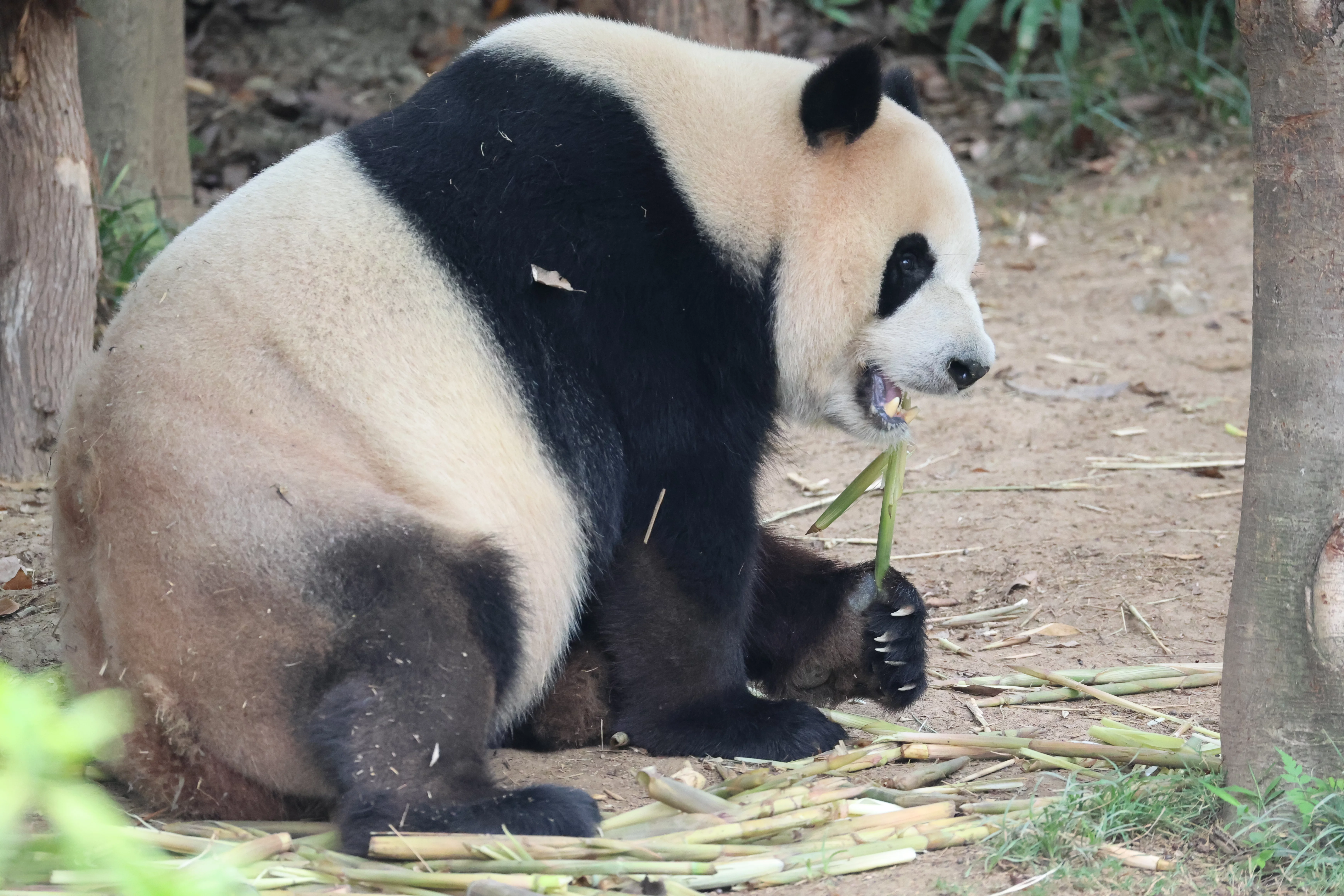 Chengdu Research Base of Giant Panda Breeding