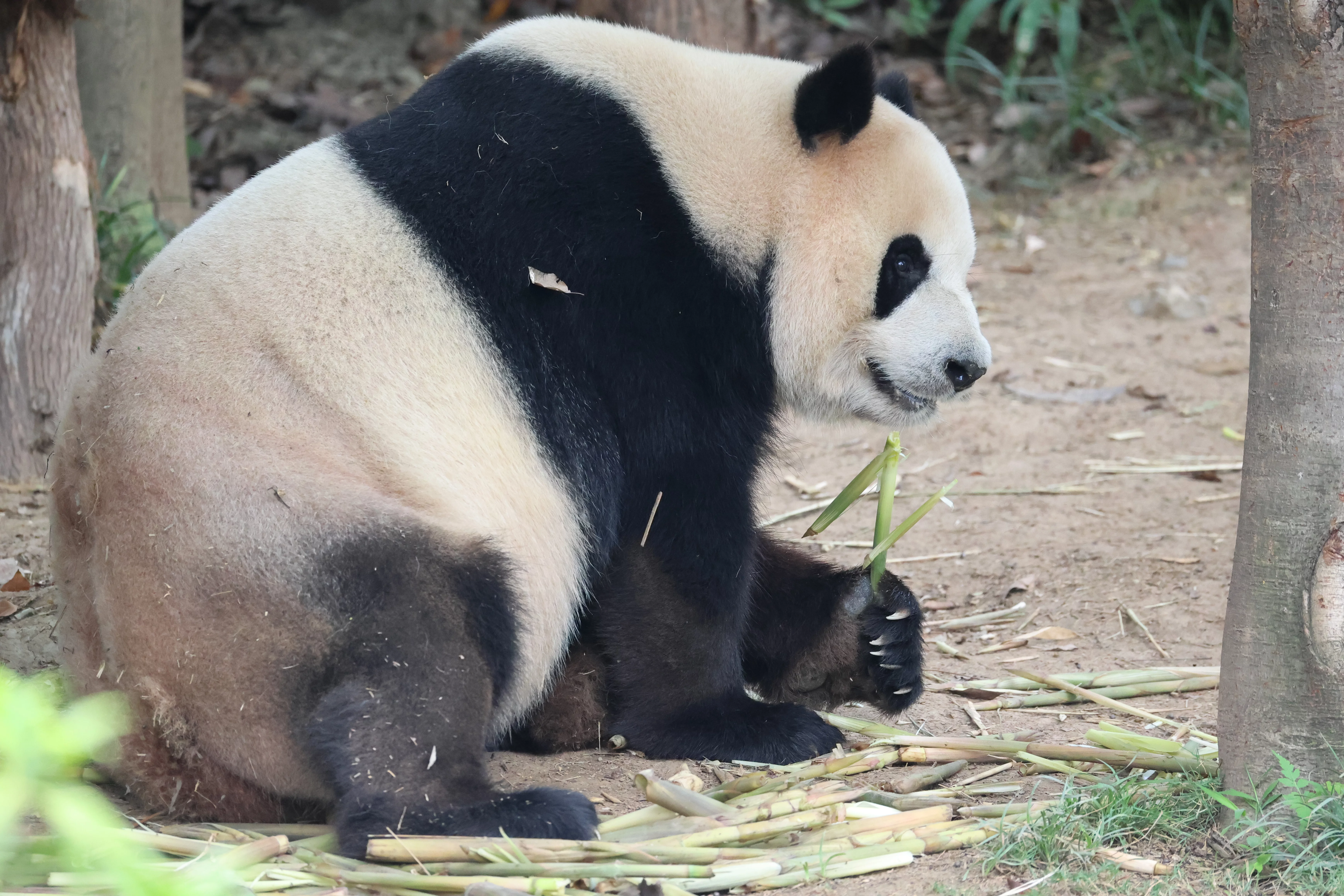 Chengdu Research Base of Giant Panda Breeding
