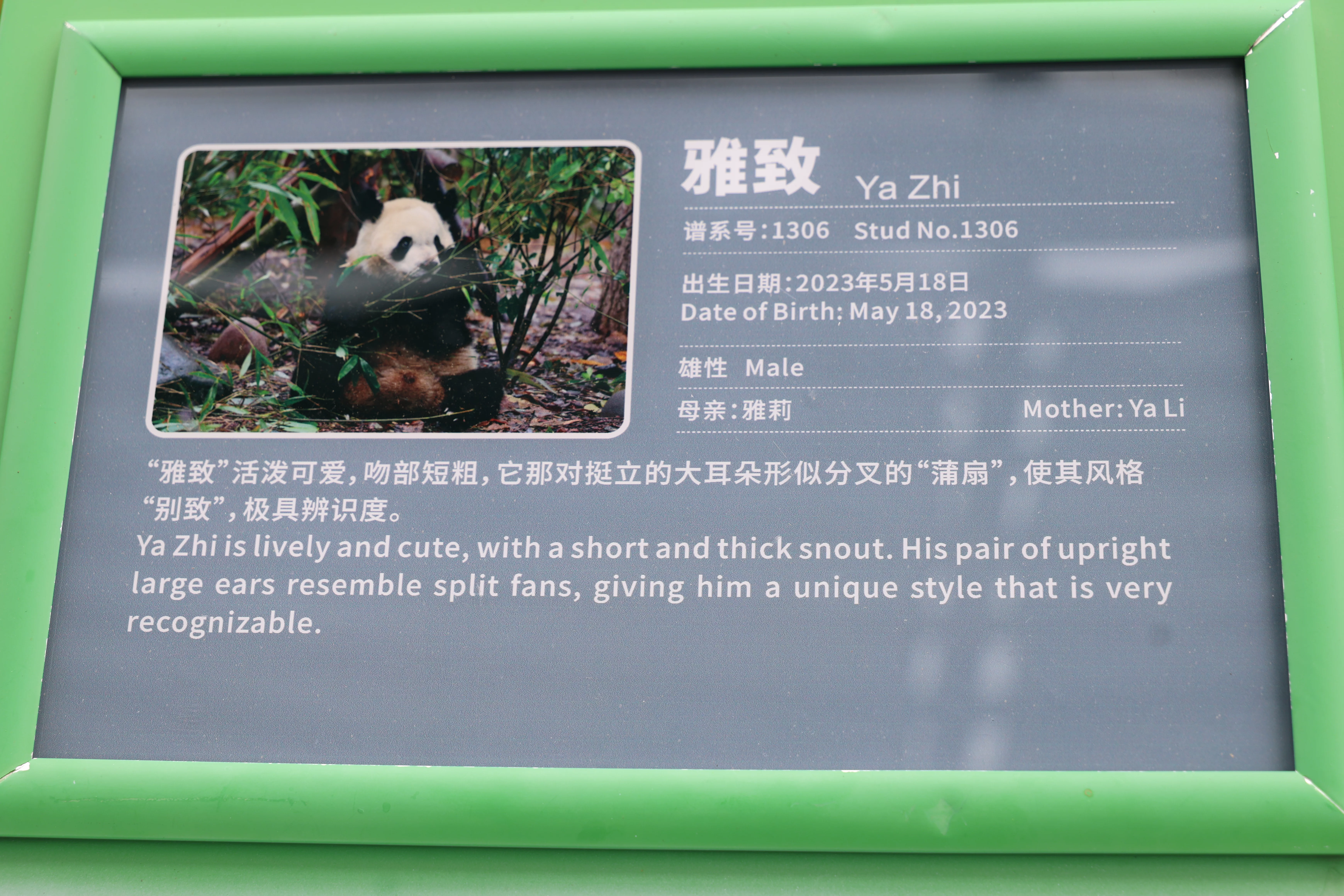 Chengdu Research Base of Giant Panda Breeding