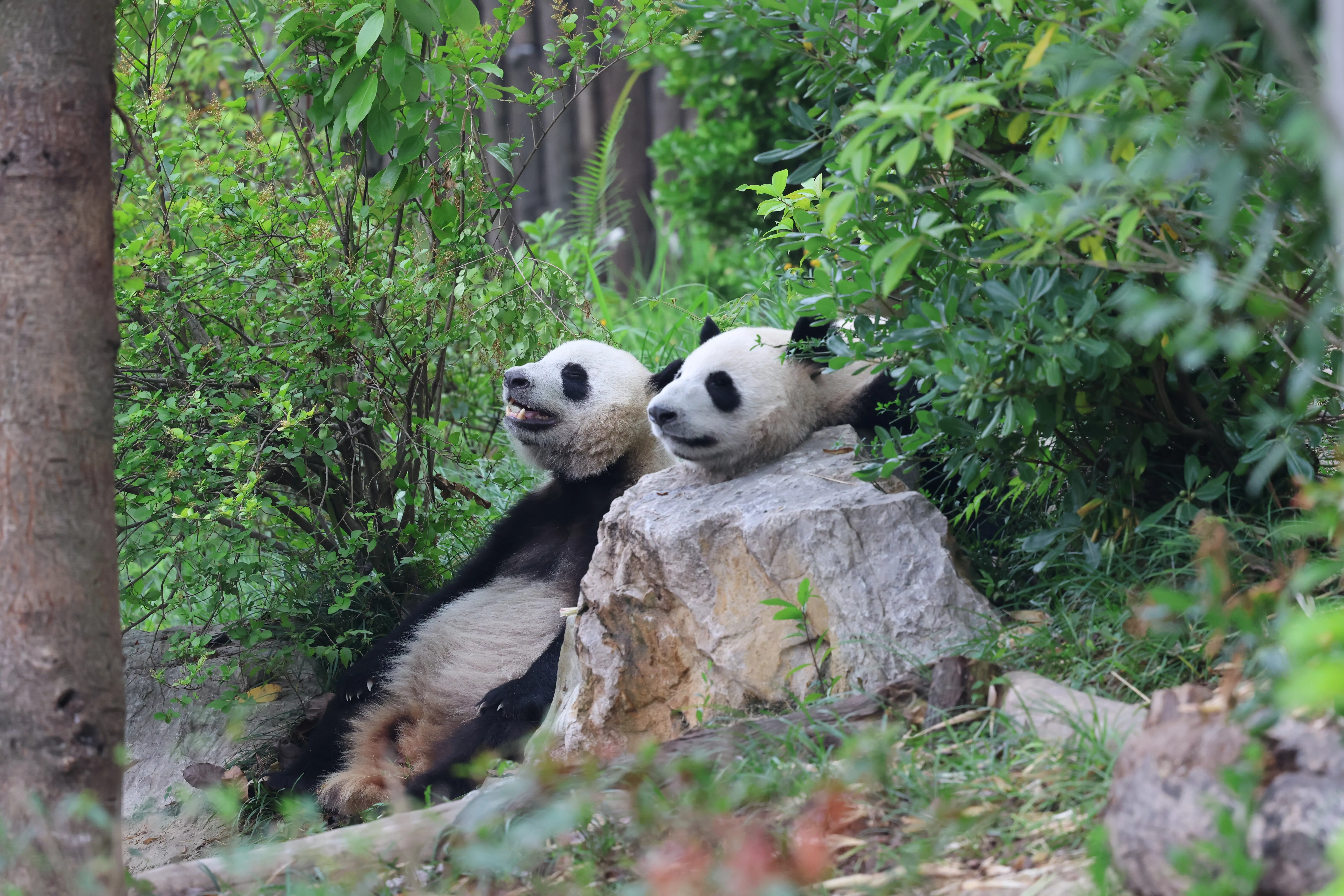 Chengdu Research Base of Giant Panda Breeding