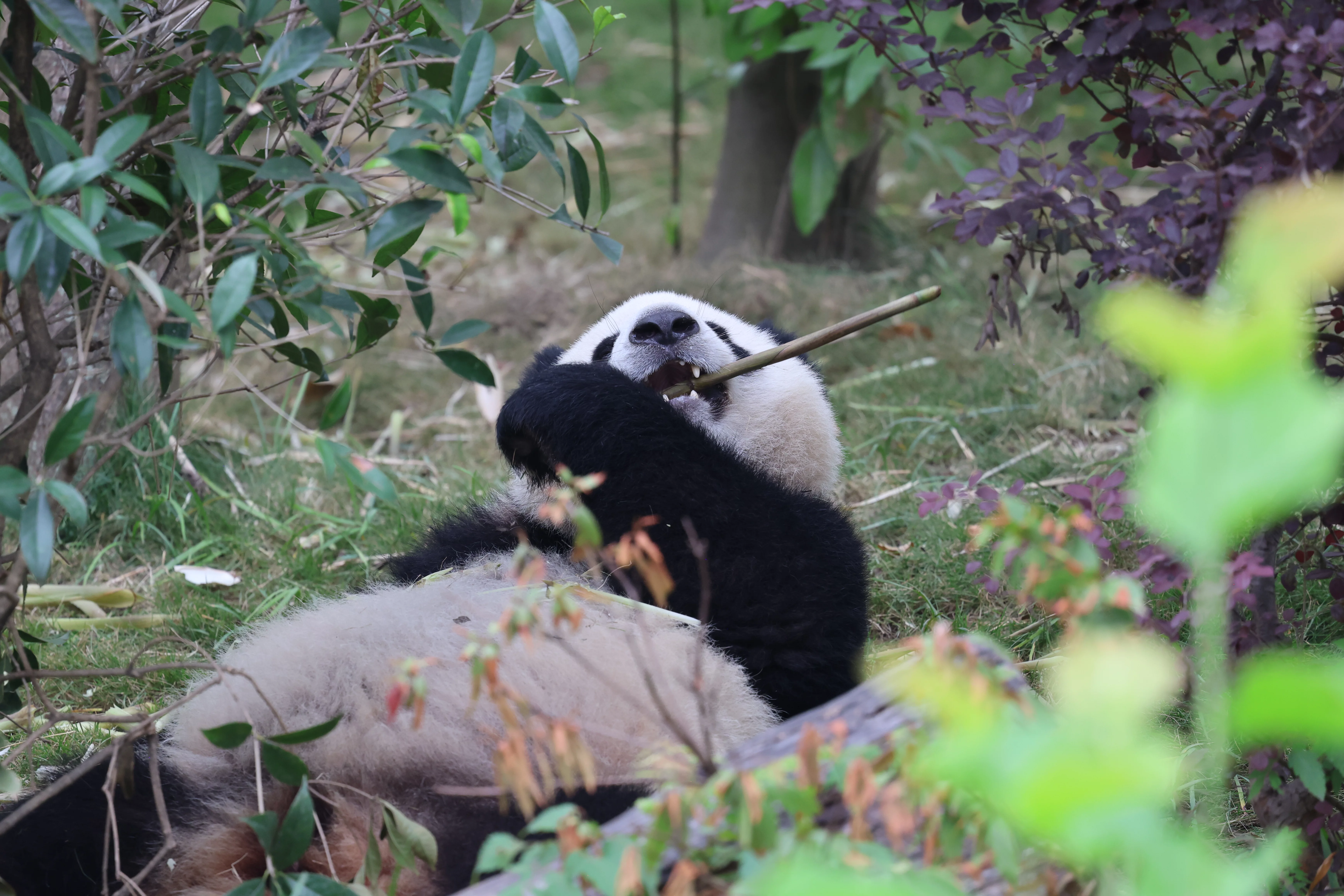 Chengdu Research Base of Giant Panda Breeding
