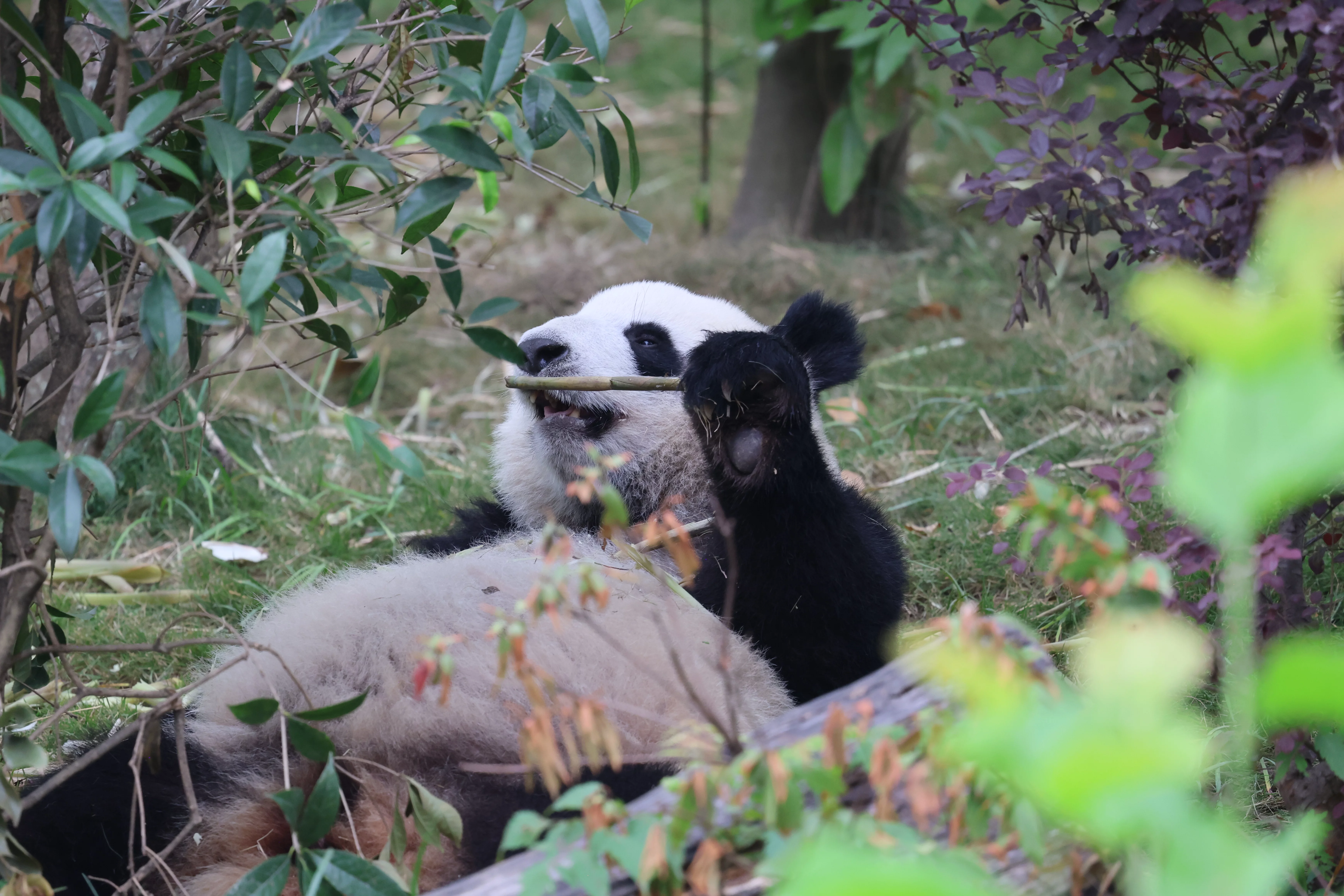 Chengdu Research Base of Giant Panda Breeding